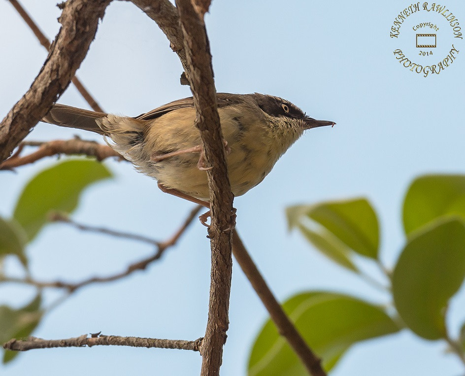 Nikon AF-S Nikkor 70-200mm F2.8G ED VR II sample photo. Bird photography