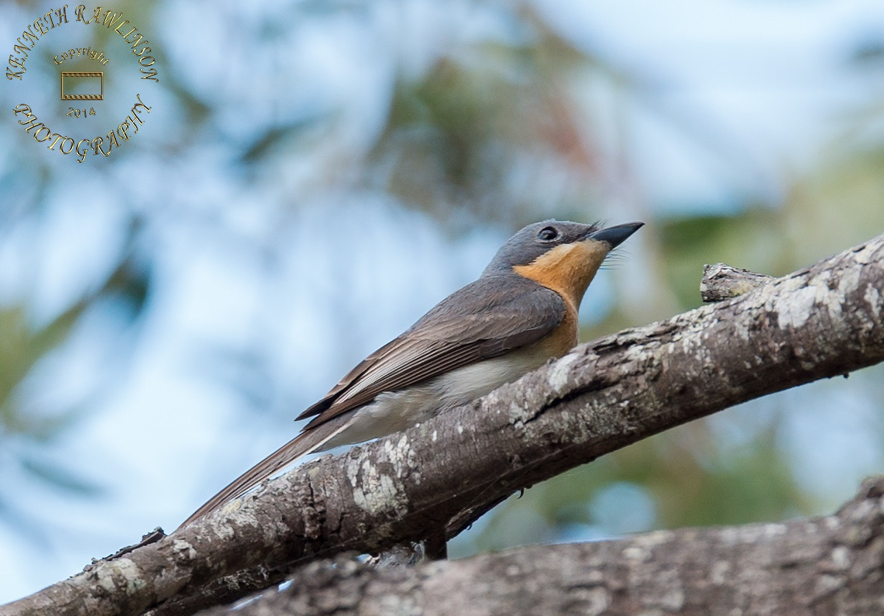 Nikon AF-S Nikkor 70-200mm F2.8G ED VR II sample photo. Bird photography