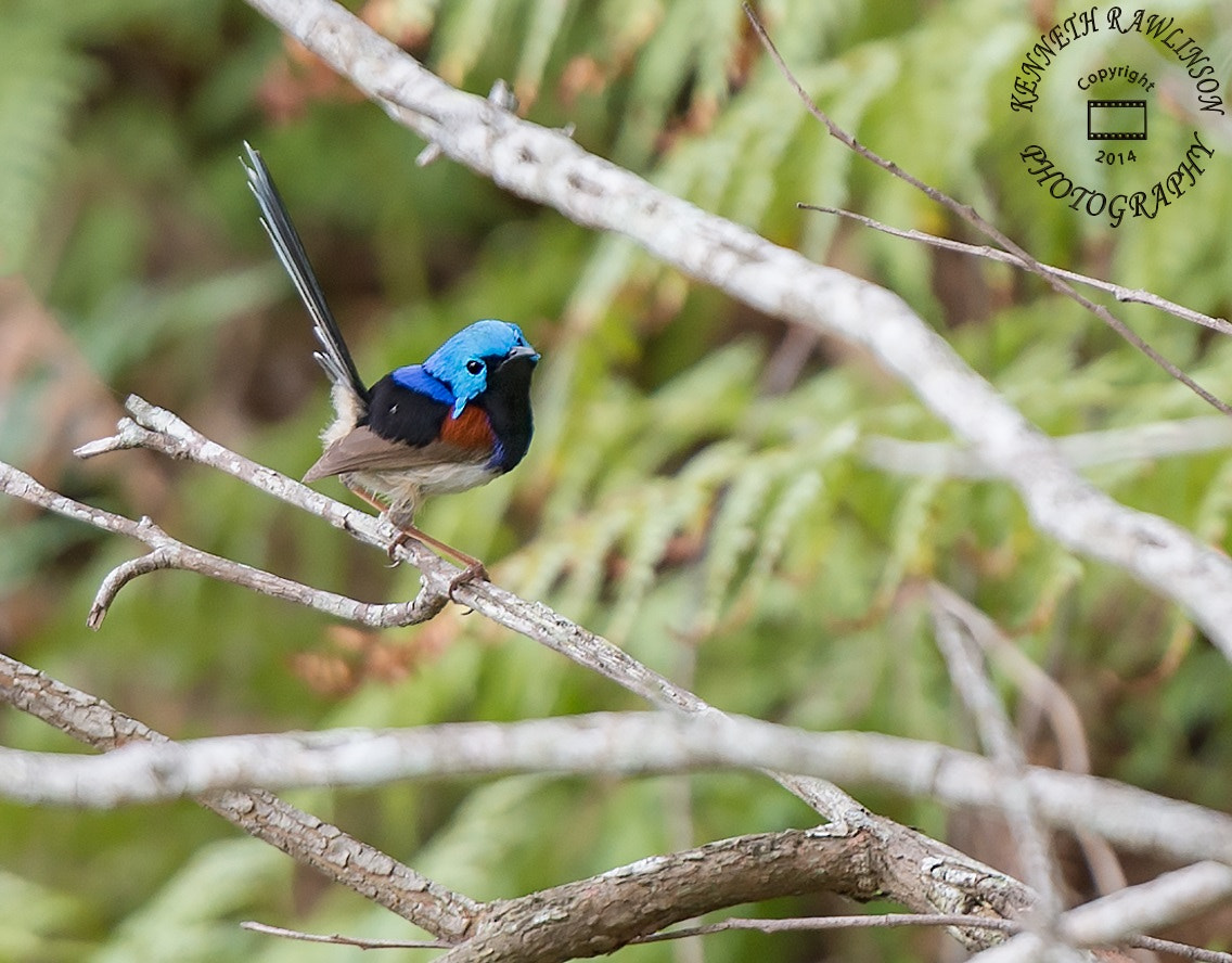 Nikon AF-S Nikkor 70-200mm F2.8G ED VR II sample photo. Bird photography