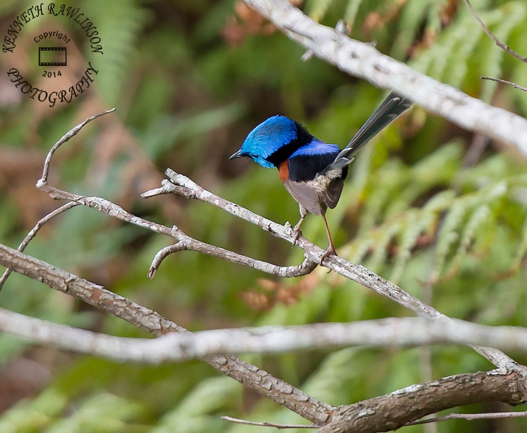 Nikon AF-S Nikkor 70-200mm F2.8G ED VR II sample photo. Bird photography