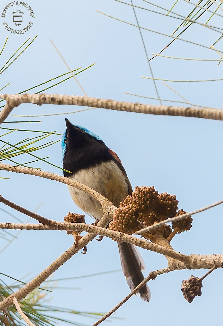 Nikon AF-S Nikkor 70-200mm F2.8G ED VR II sample photo. Bird photography