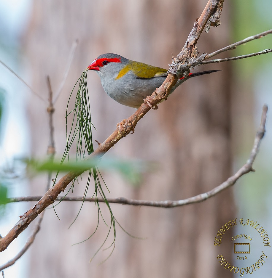 Nikon AF-S Nikkor 70-200mm F2.8G ED VR II sample photo. Bird photography