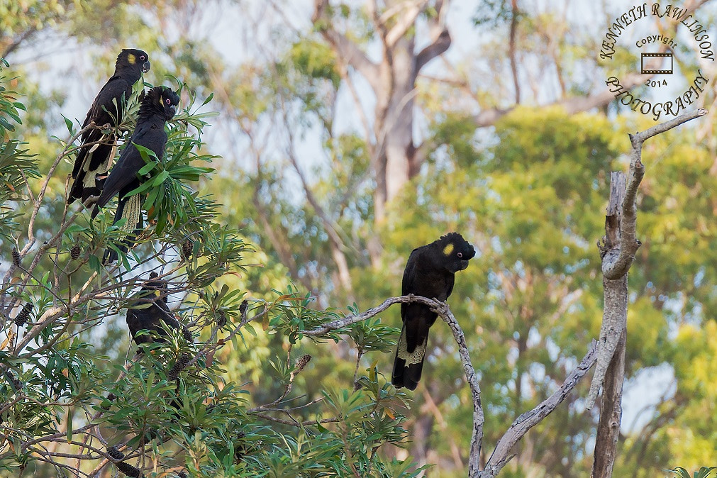 Nikon AF-S Nikkor 70-200mm F2.8G ED VR II sample photo. Black cockatoos photography