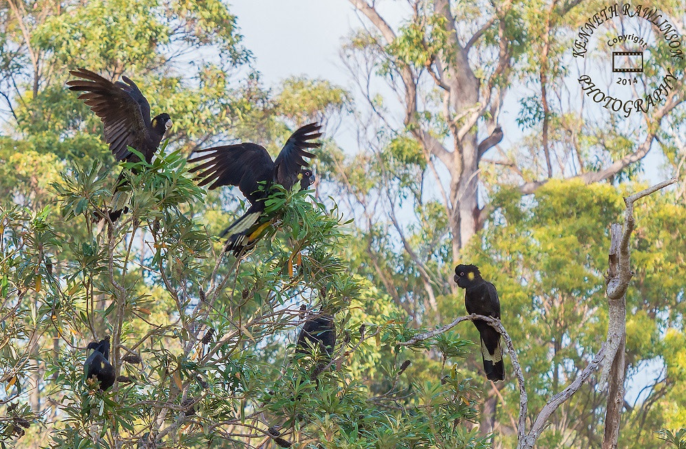 Nikon AF-S Nikkor 70-200mm F2.8G ED VR II sample photo. Black cockatoos photography