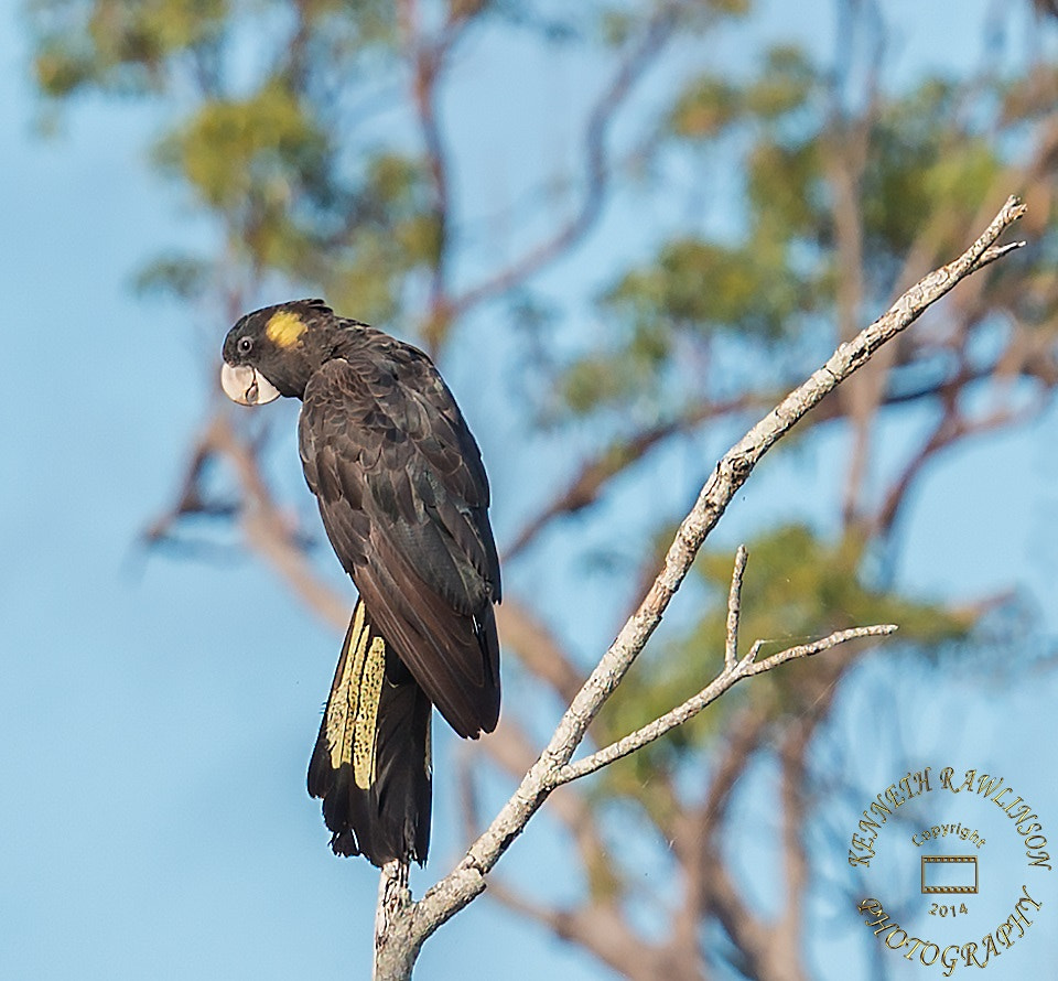 Nikon AF-S Nikkor 70-200mm F2.8G ED VR II sample photo. Black cockatoos photography