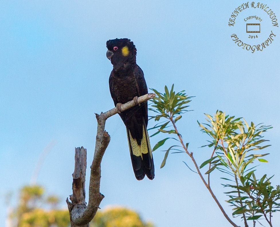 Nikon AF-S Nikkor 70-200mm F2.8G ED VR II sample photo. Black cockatoos photography