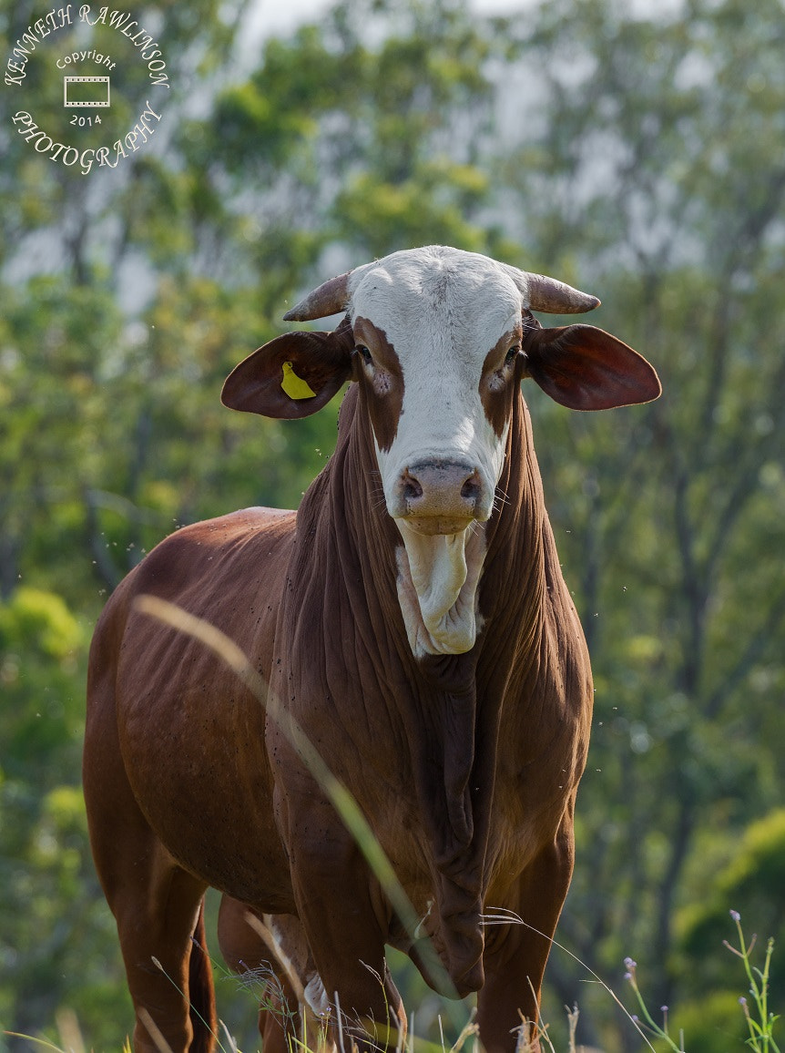 Nikon AF-S Nikkor 70-200mm F2.8G ED VR II sample photo. Bull photography