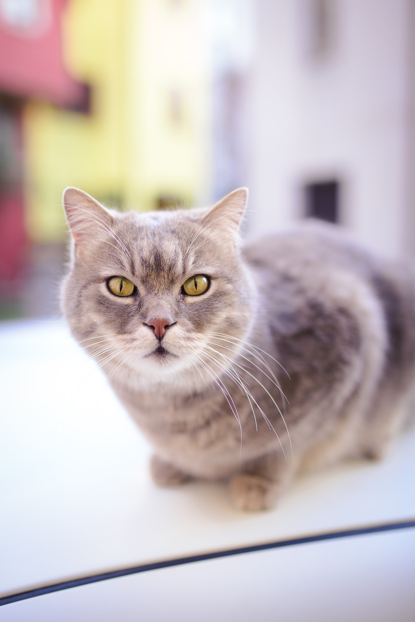 Nikon D610 + Sigma 35mm F1.4 DG HSM Art sample photo. Yellow eyes photography
