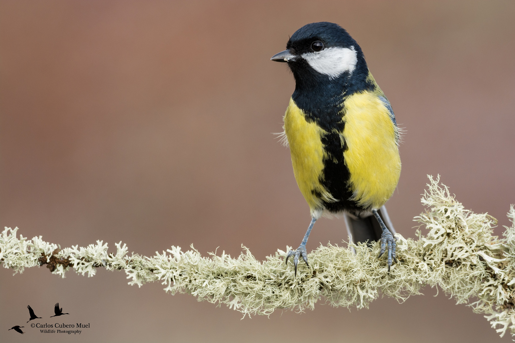 Nikon D7100 + Sigma 150-600mm F5-6.3 DG OS HSM | C sample photo. Great tit portrait photography