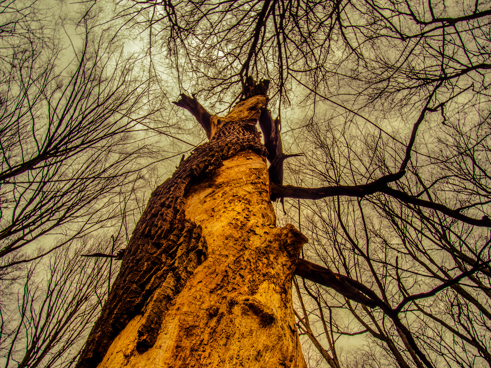 Olympus PEN E-PM2 sample photo. Yellow tree photography