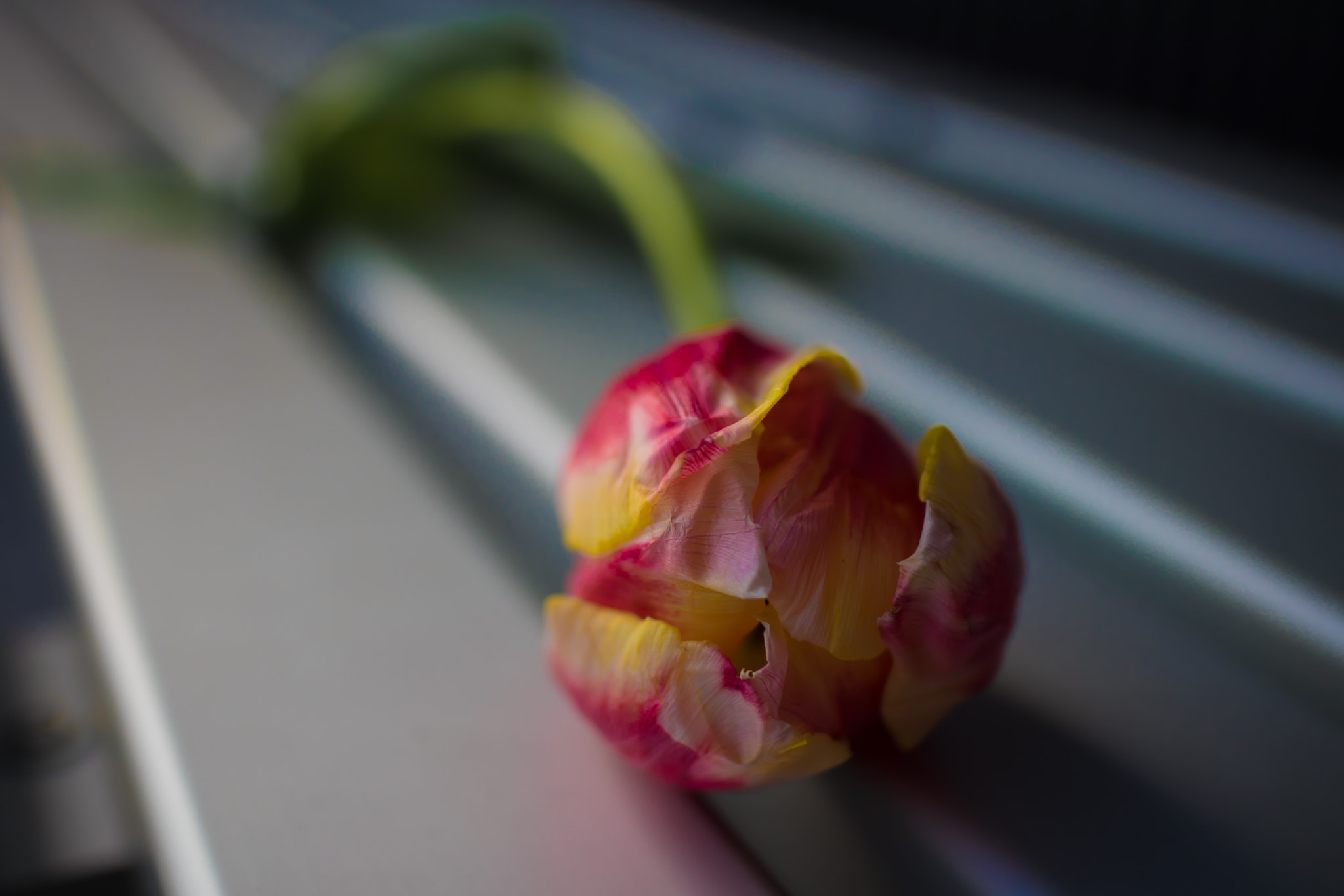 Canon EF-M 22mm F2 STM sample photo. 0021_ photography