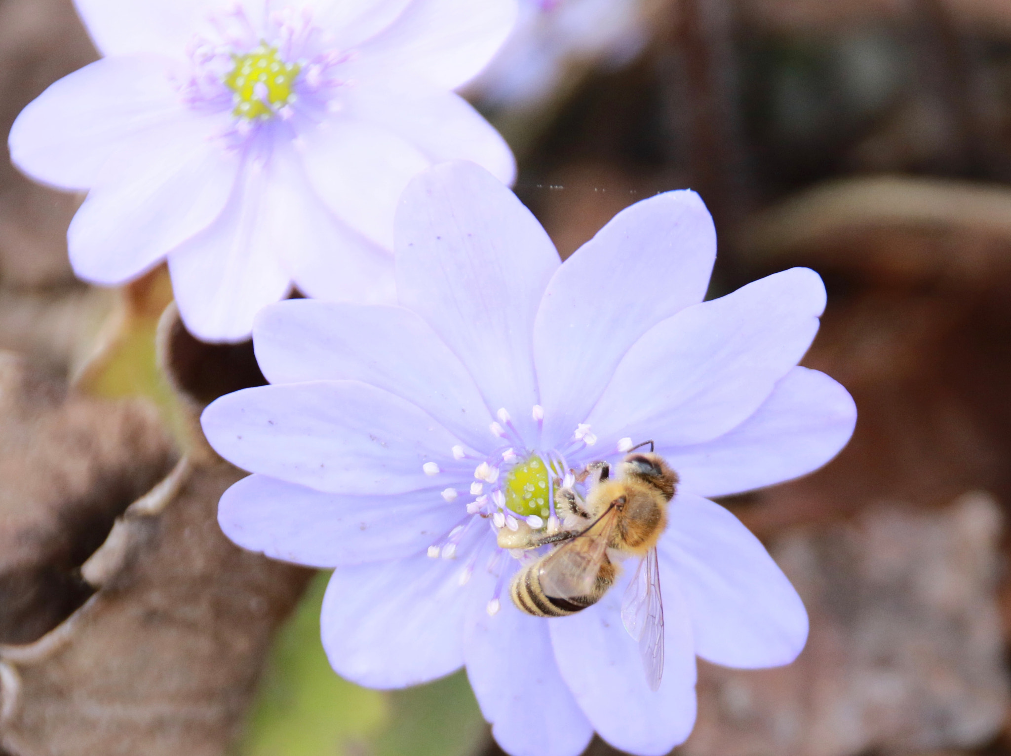 Canon EOS 7D Mark II + Sigma 18-250mm F3.5-6.3 DC OS HSM sample photo. Bees photography