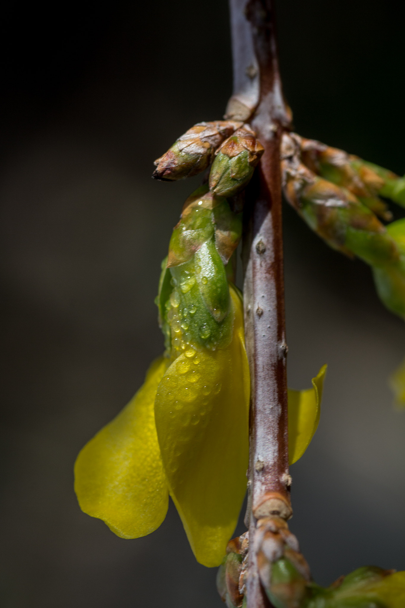 Canon EOS 700D (EOS Rebel T5i / EOS Kiss X7i) + Tamron SP AF 90mm F2.8 Di Macro sample photo. Forsythia bis photography