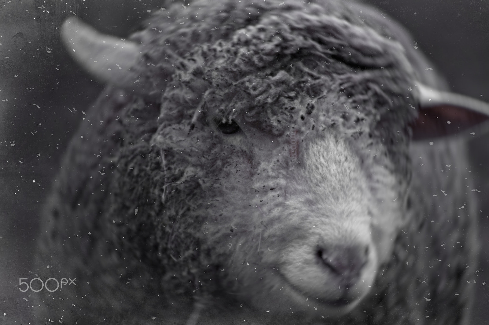 Canon EF 200mm f/2.8L sample photo. Sheep portrait photography