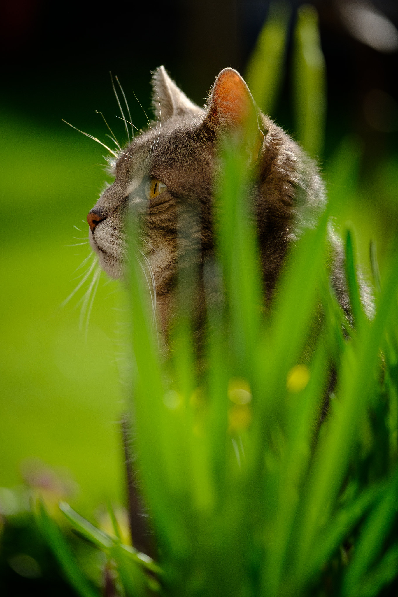 Fujifilm XF 50-140mm F2.8 R LM OIS WR sample photo. Cali photography