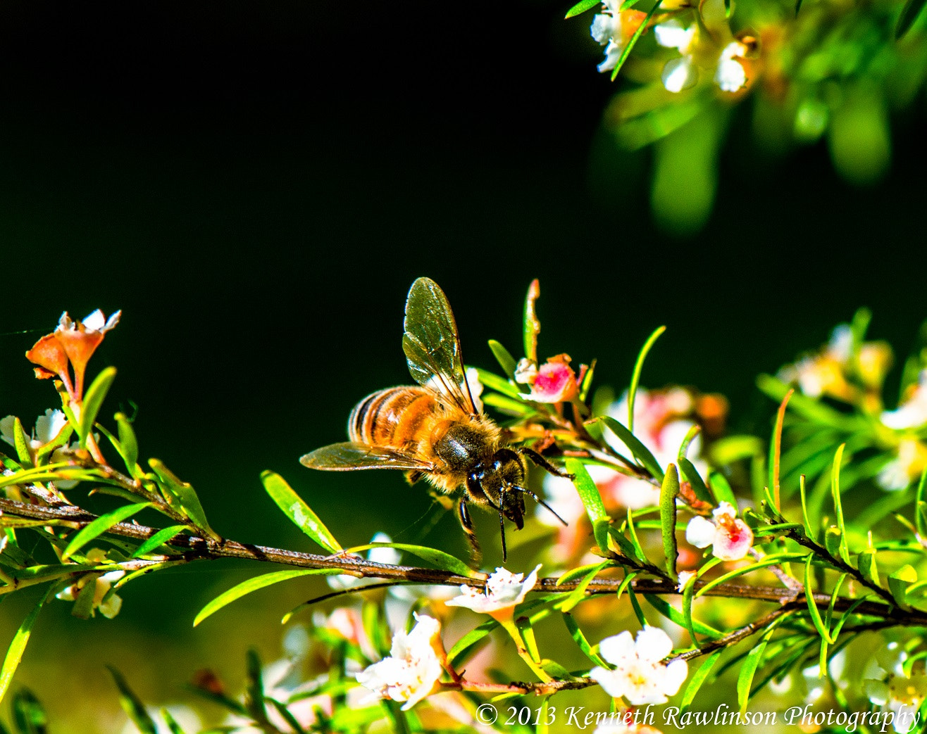 Nikon AF-S Micro-Nikkor 105mm F2.8G IF-ED VR sample photo. Bee photography