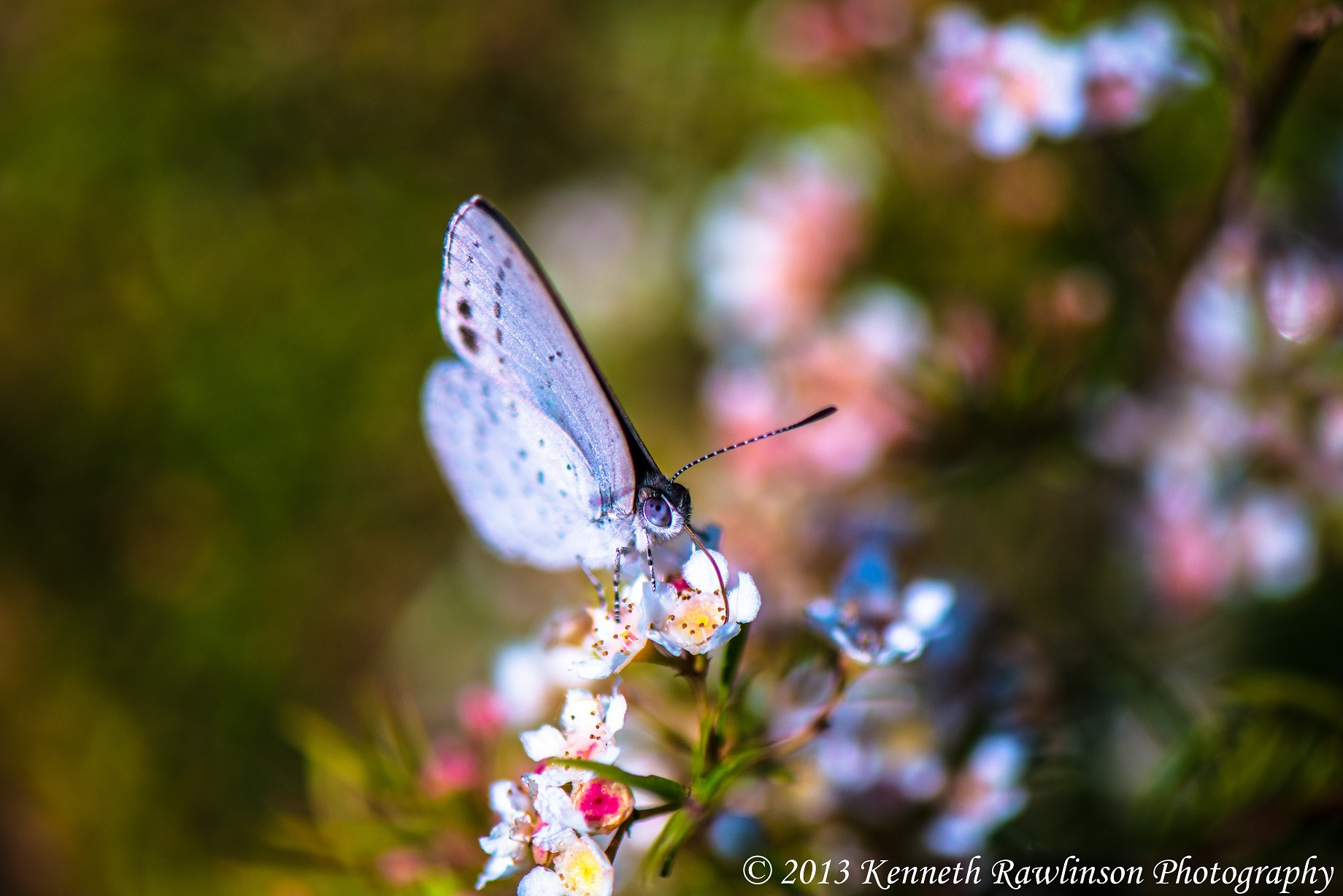 Nikon AF-S Micro-Nikkor 105mm F2.8G IF-ED VR sample photo. Butterffly photography