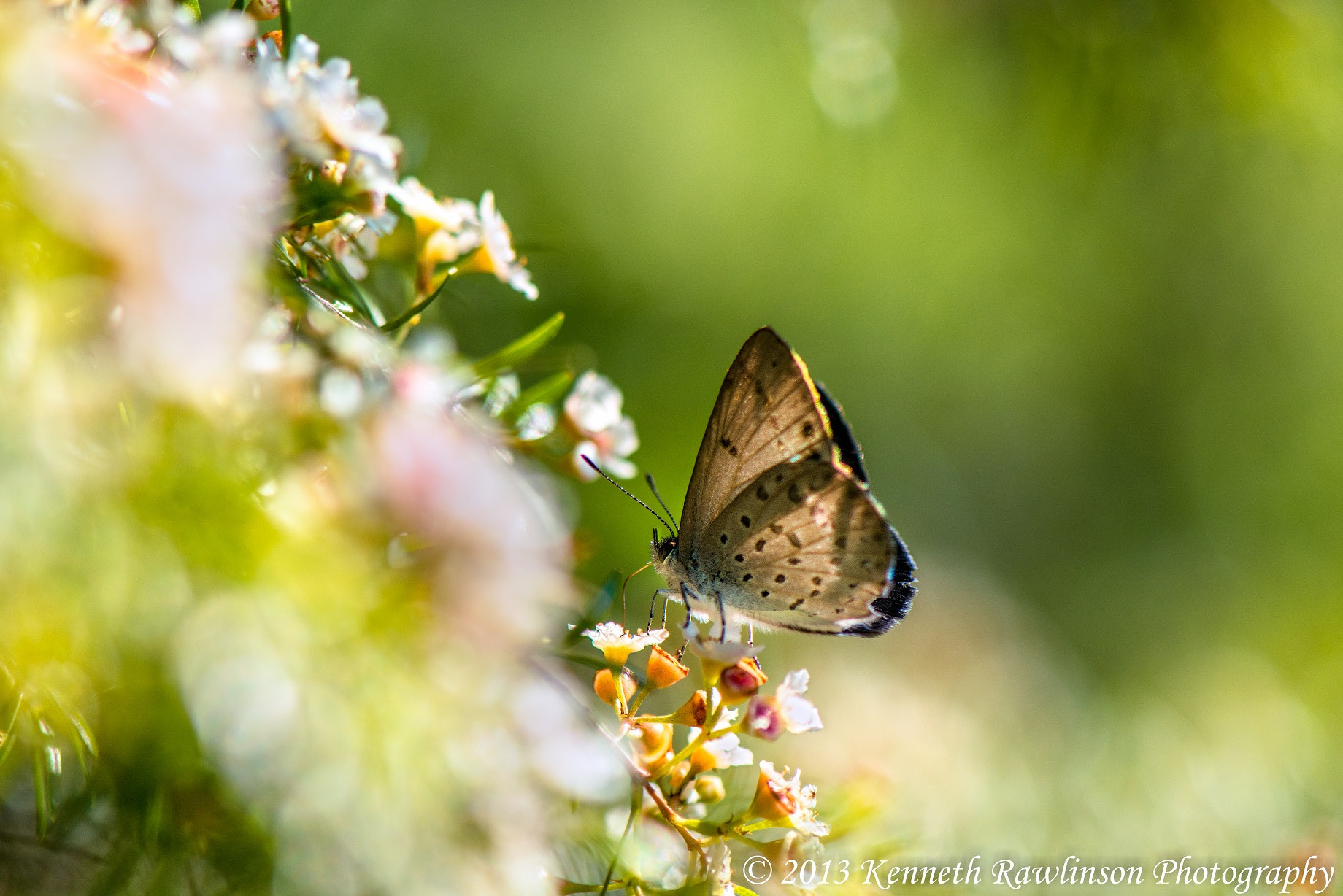 Nikon AF-S Micro-Nikkor 105mm F2.8G IF-ED VR sample photo. Butterffly photography