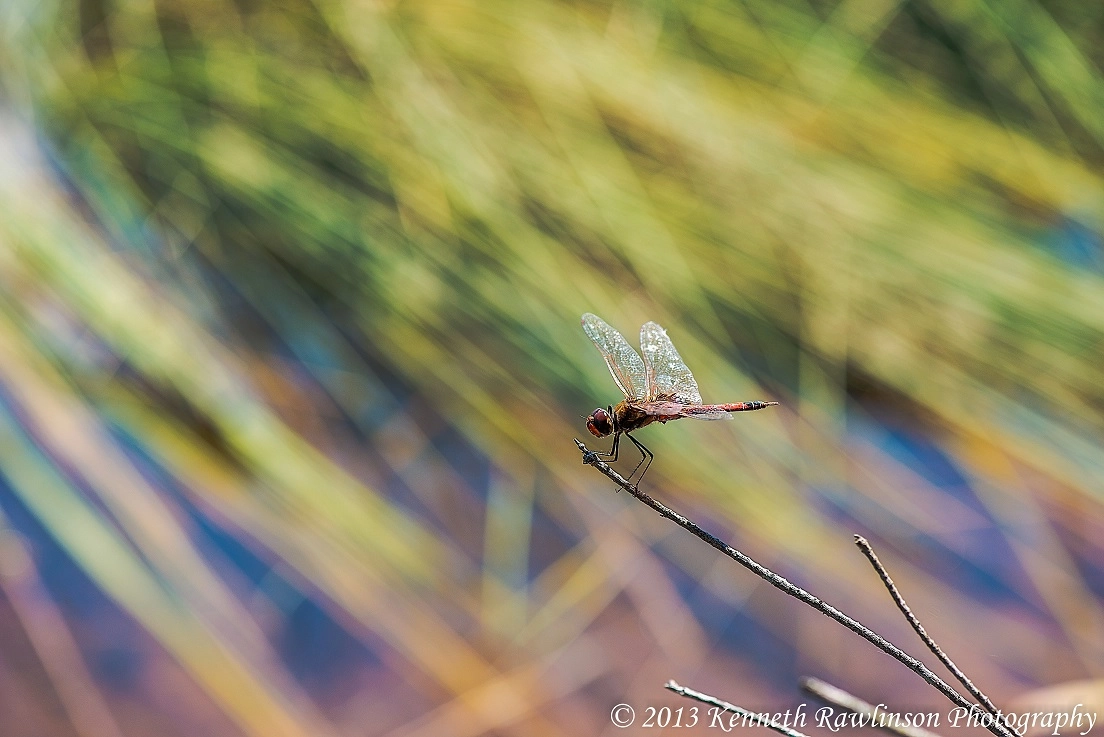 Nikon AF-S Micro-Nikkor 105mm F2.8G IF-ED VR sample photo. Dragonfly photography