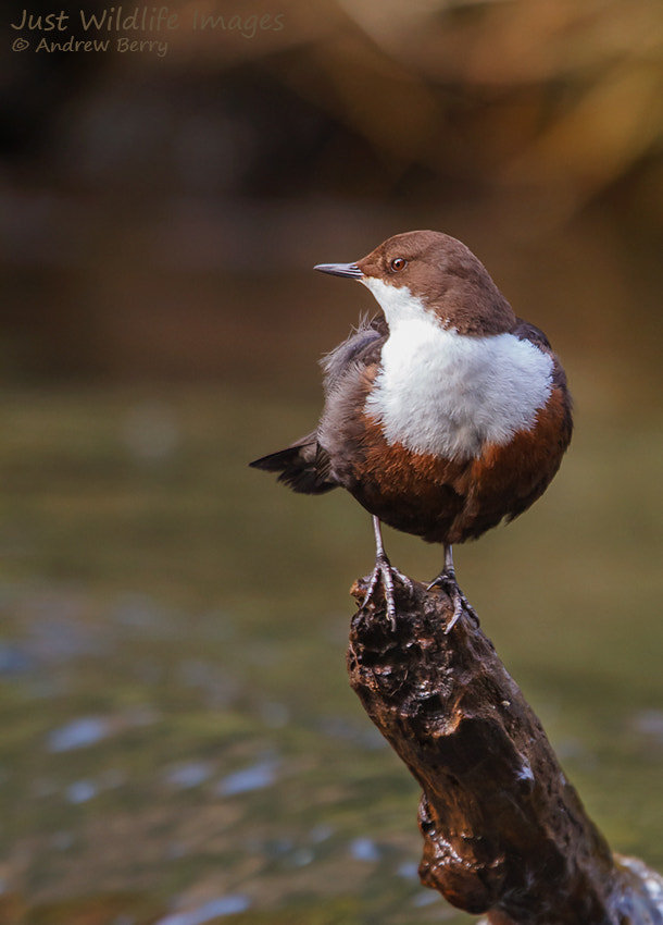 Canon EF 300mm F2.8L IS USM sample photo. Dipper photography