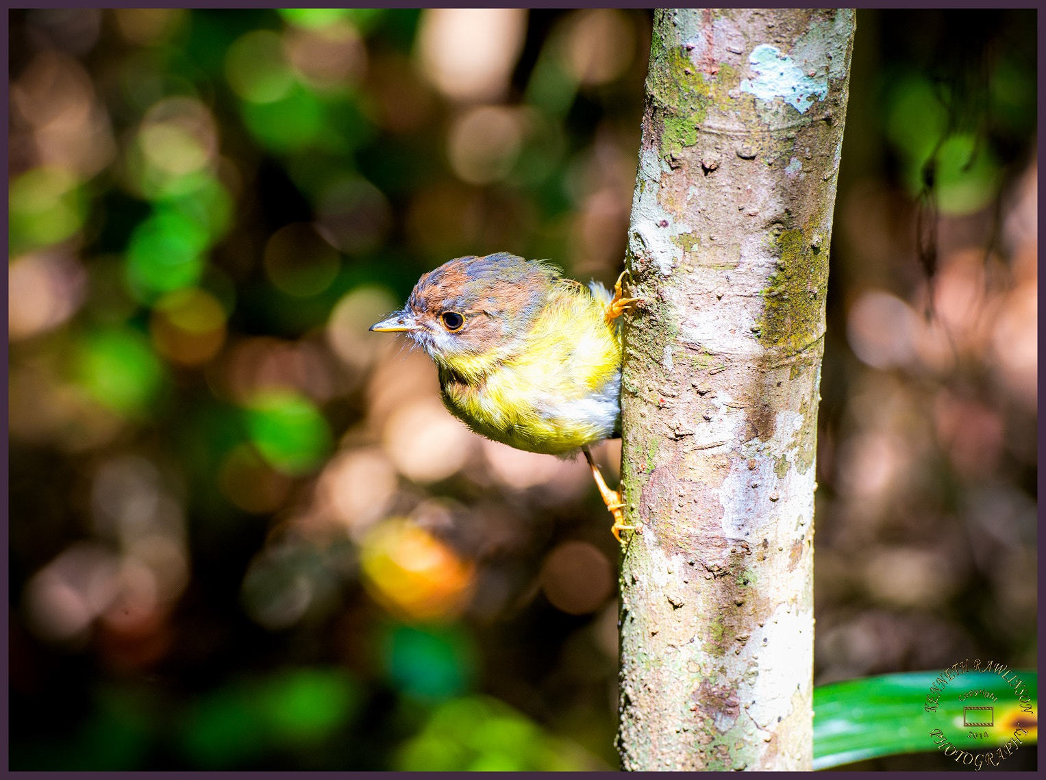 Nikon AF-S Nikkor 70-200mm F2.8G ED VR II sample photo. Eastern yellow robin juvenile photography