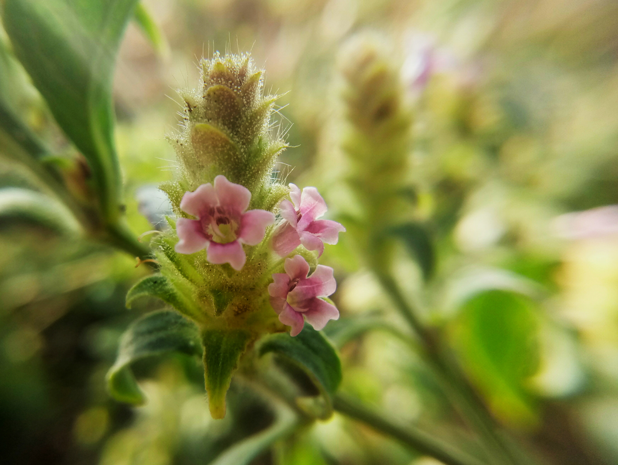 Meizu m3 note sample photo