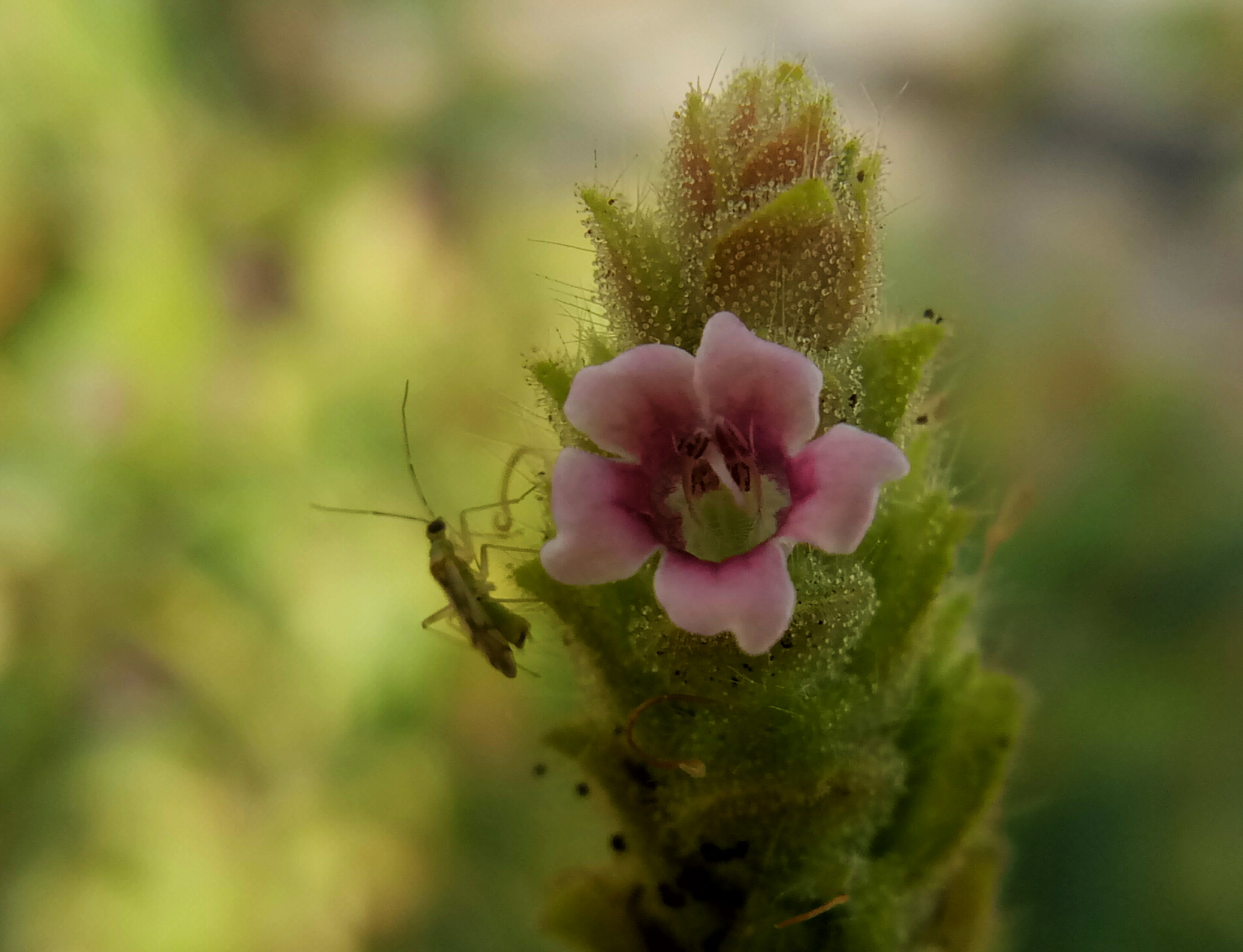 Meizu m3 note sample photo