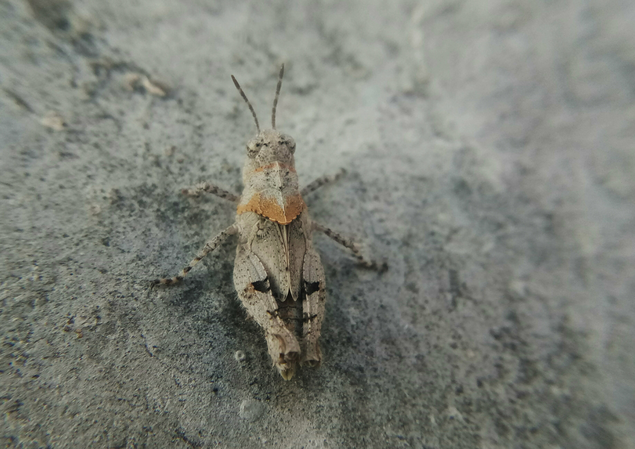Meizu m3 note sample photo