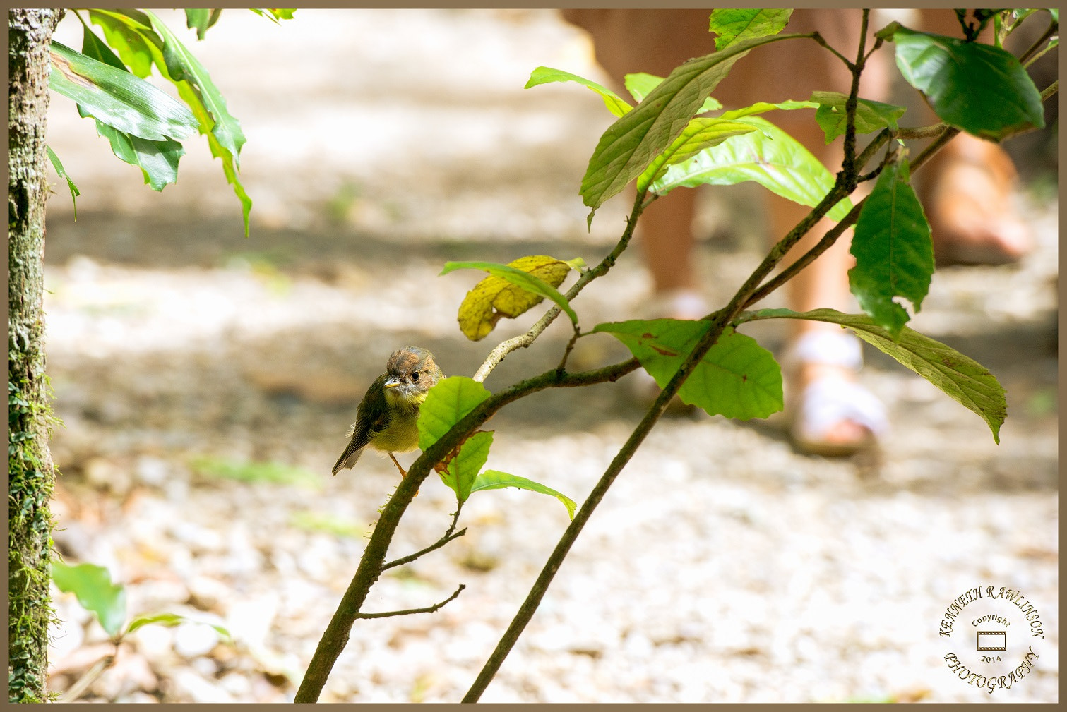 Nikon AF-S Nikkor 70-200mm F2.8G ED VR II sample photo. Eastern yellow robin juvenile photography