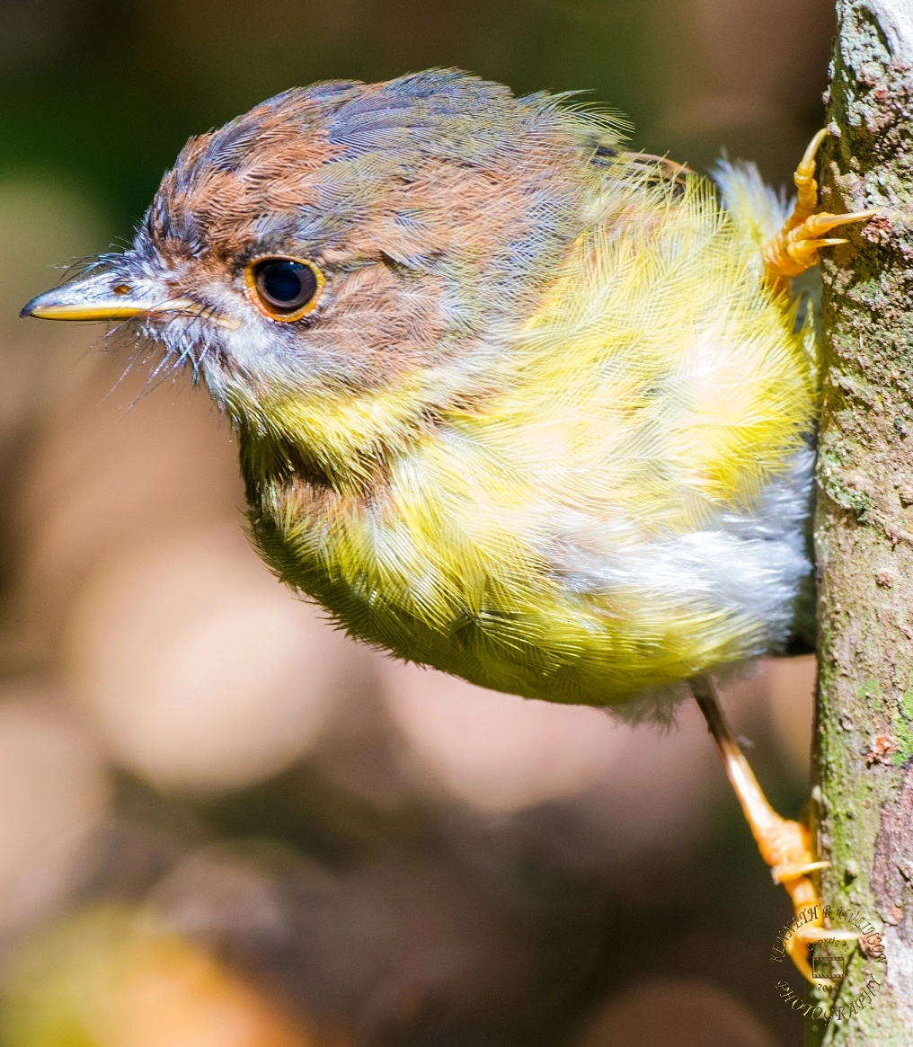 Nikon AF-S Nikkor 70-200mm F2.8G ED VR II sample photo. Eastern yellow robin juvenile closeup photography