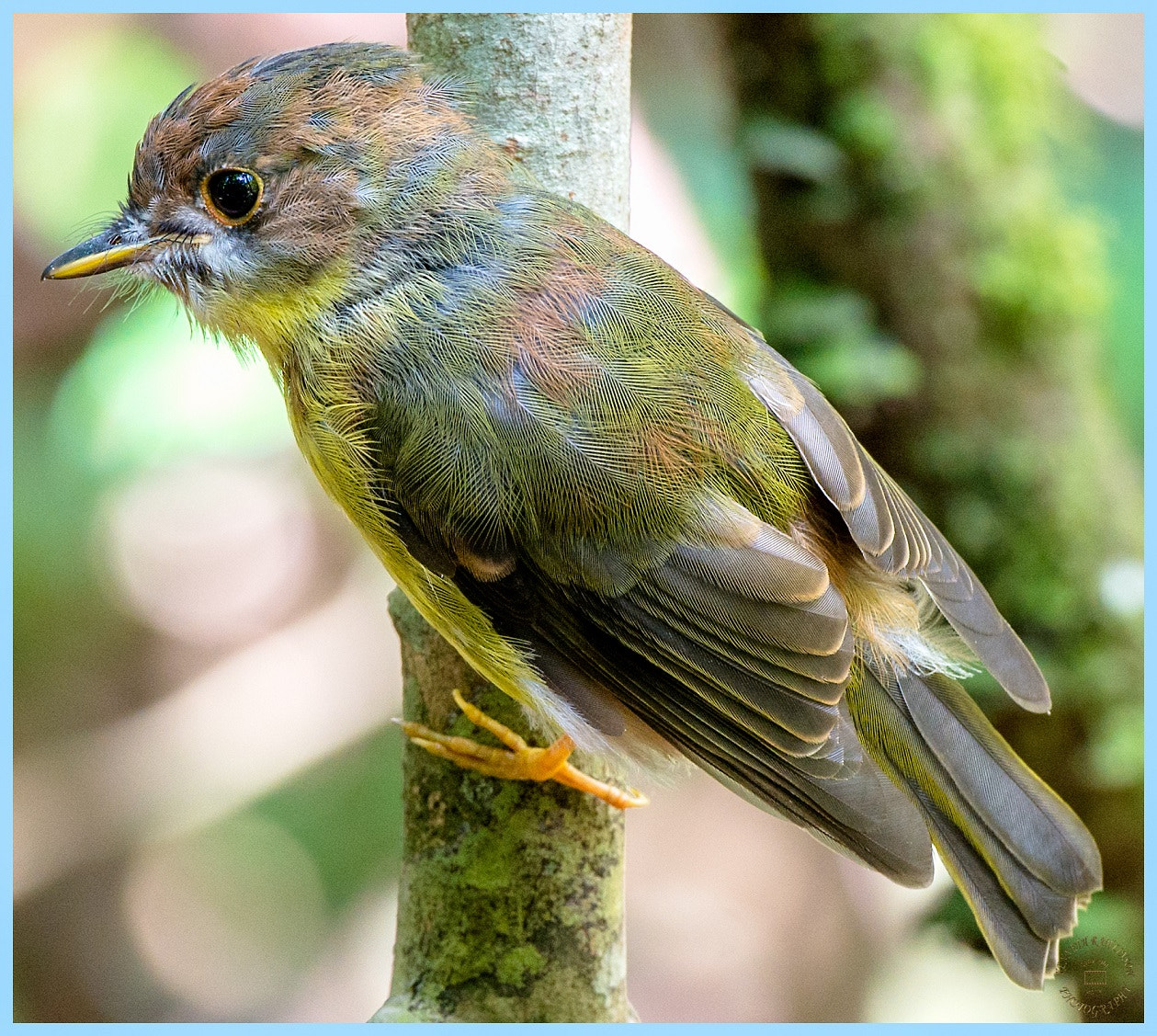 Nikon AF-S Nikkor 70-200mm F2.8G ED VR II sample photo. Eastern yellow robin juvenile eye photography