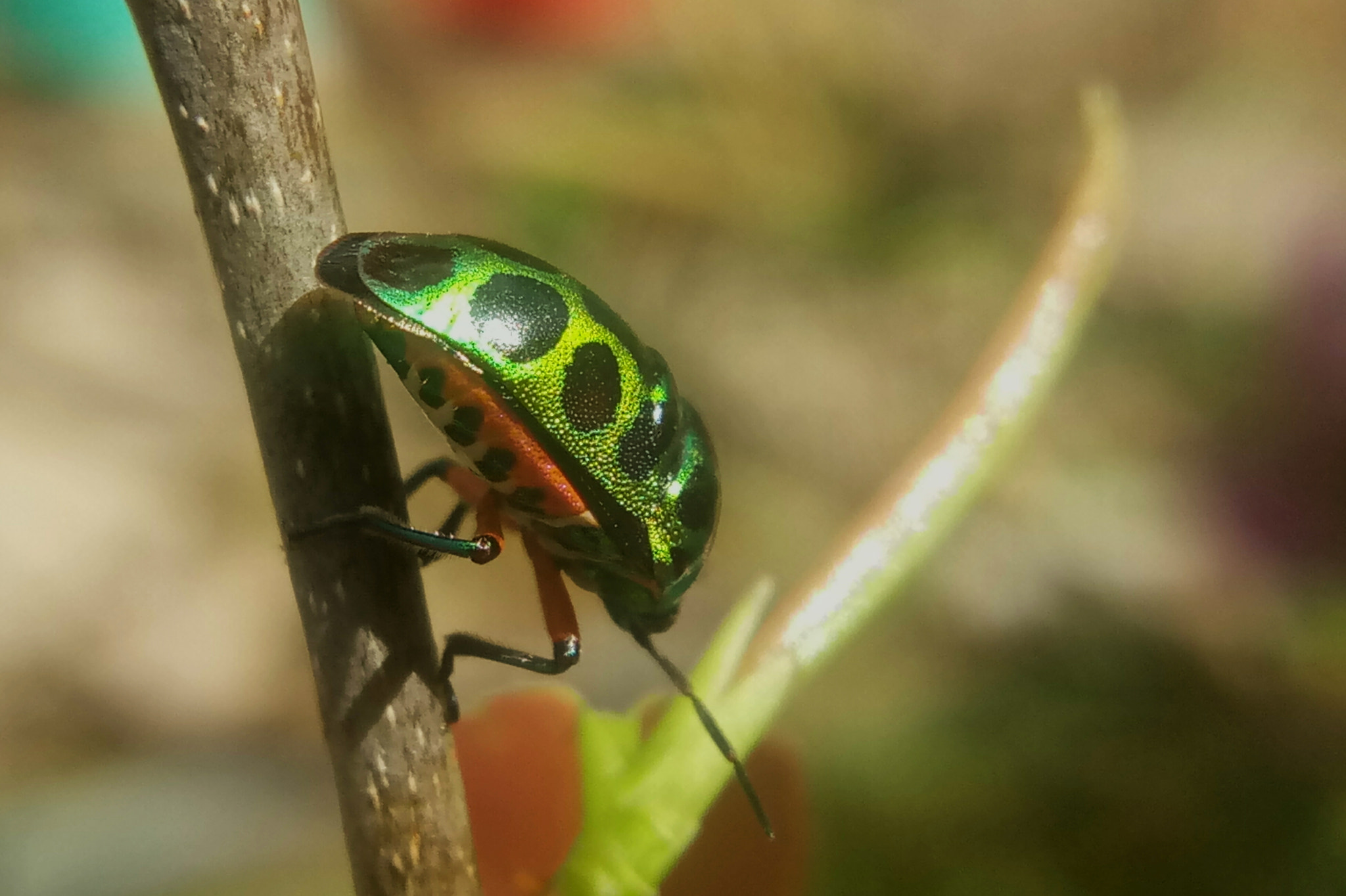 Meizu m3 note sample photo