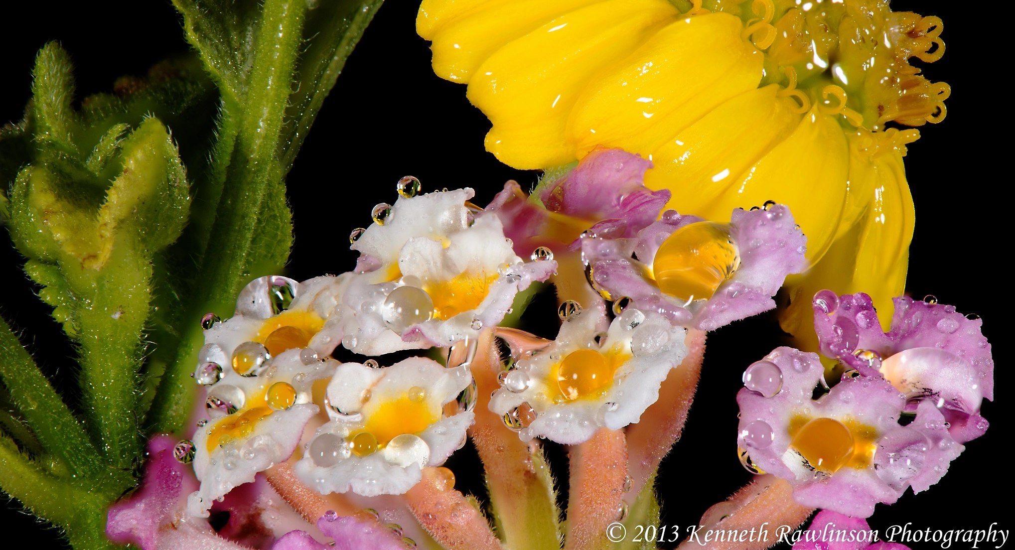 Nikon AF-S Micro-Nikkor 105mm F2.8G IF-ED VR sample photo. Lantana photography