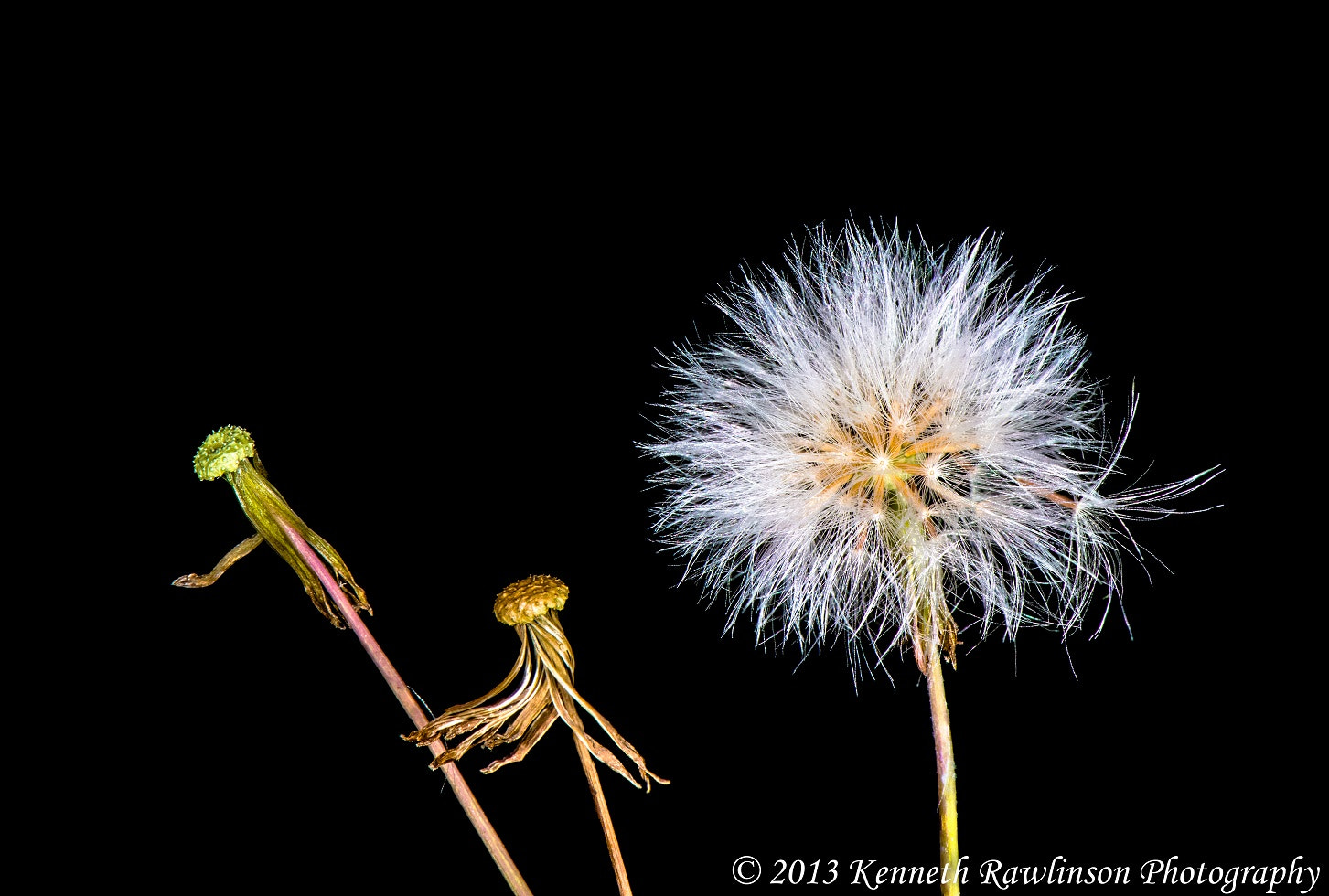 Nikon AF-S Micro-Nikkor 105mm F2.8G IF-ED VR sample photo. Santaflower photography