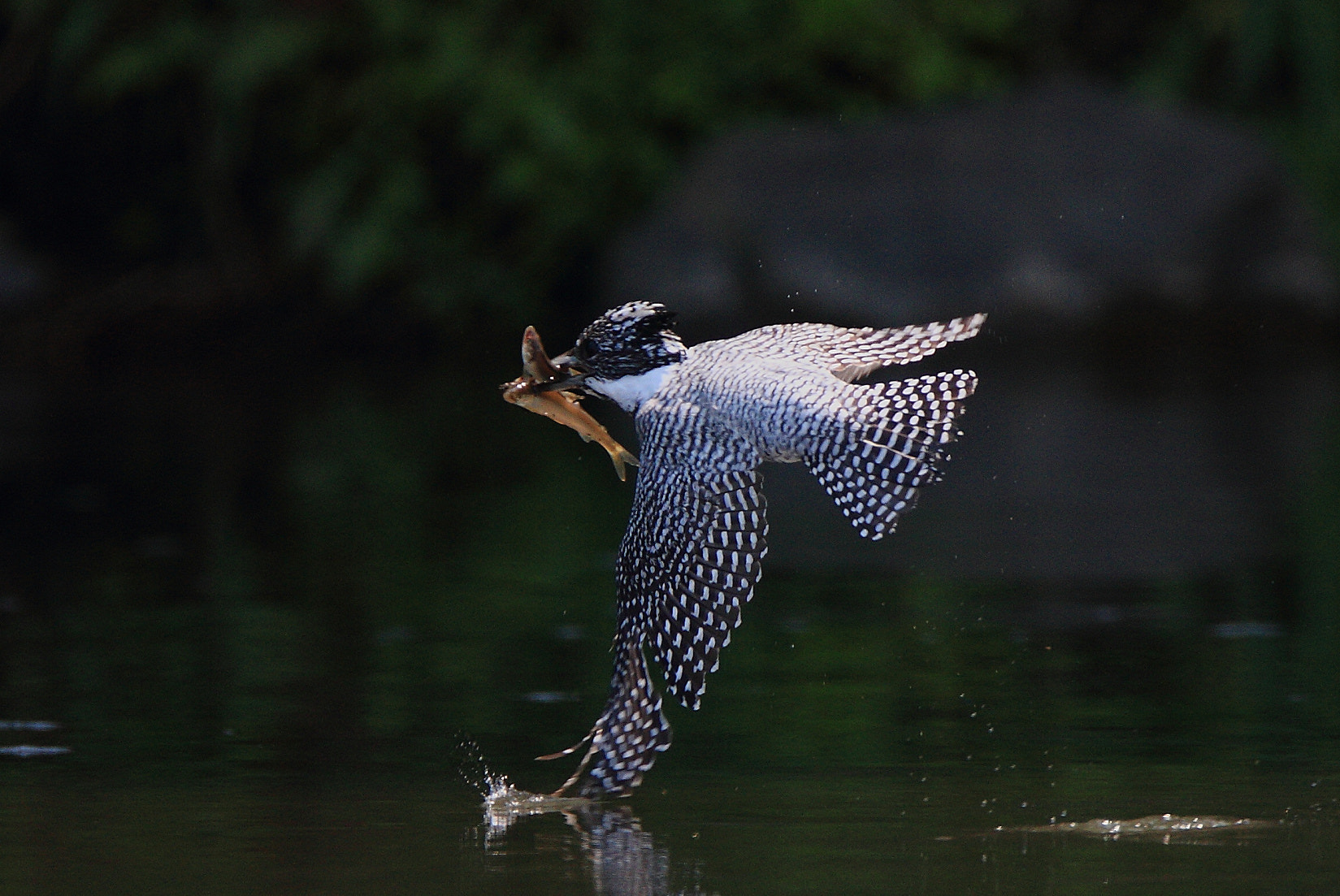 Canon EF 400mm F4.0 DO IS USM sample photo. Touch of pleasure! photography