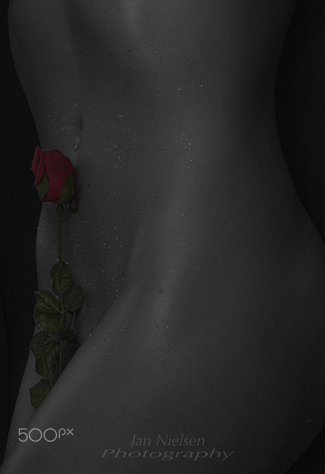 Sony SLT-A58 sample photo. The rose photography