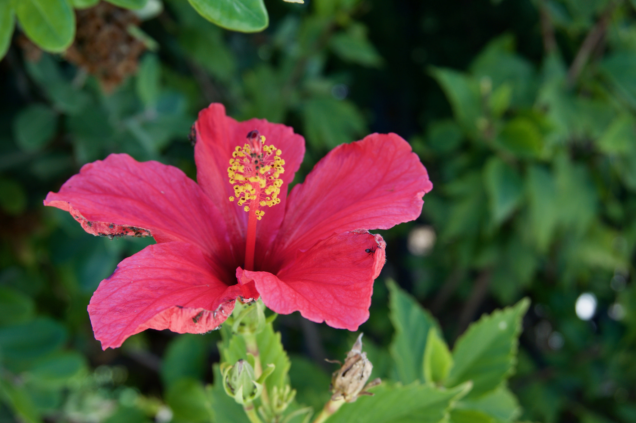 Sony Alpha NEX-5R + Sony E 18-50mm F4-5.6 sample photo. Flower photography