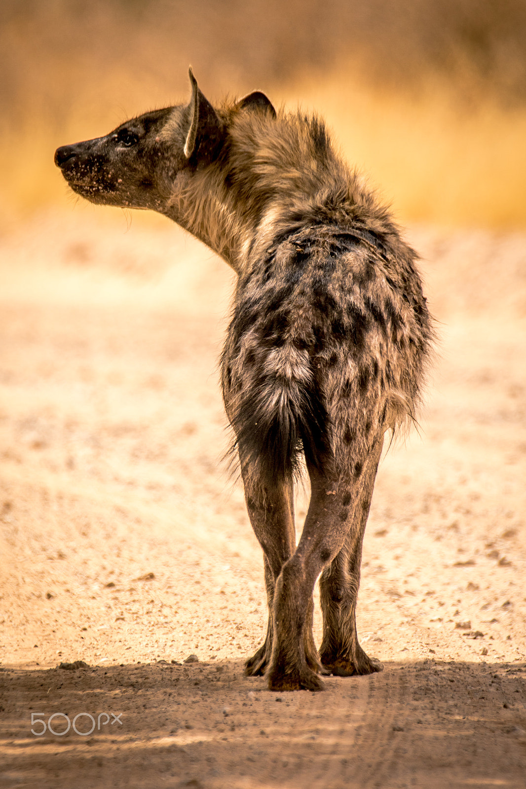 Sigma 150-600mm F5-6.3 DG OS HSM | C sample photo. Hyena photography
