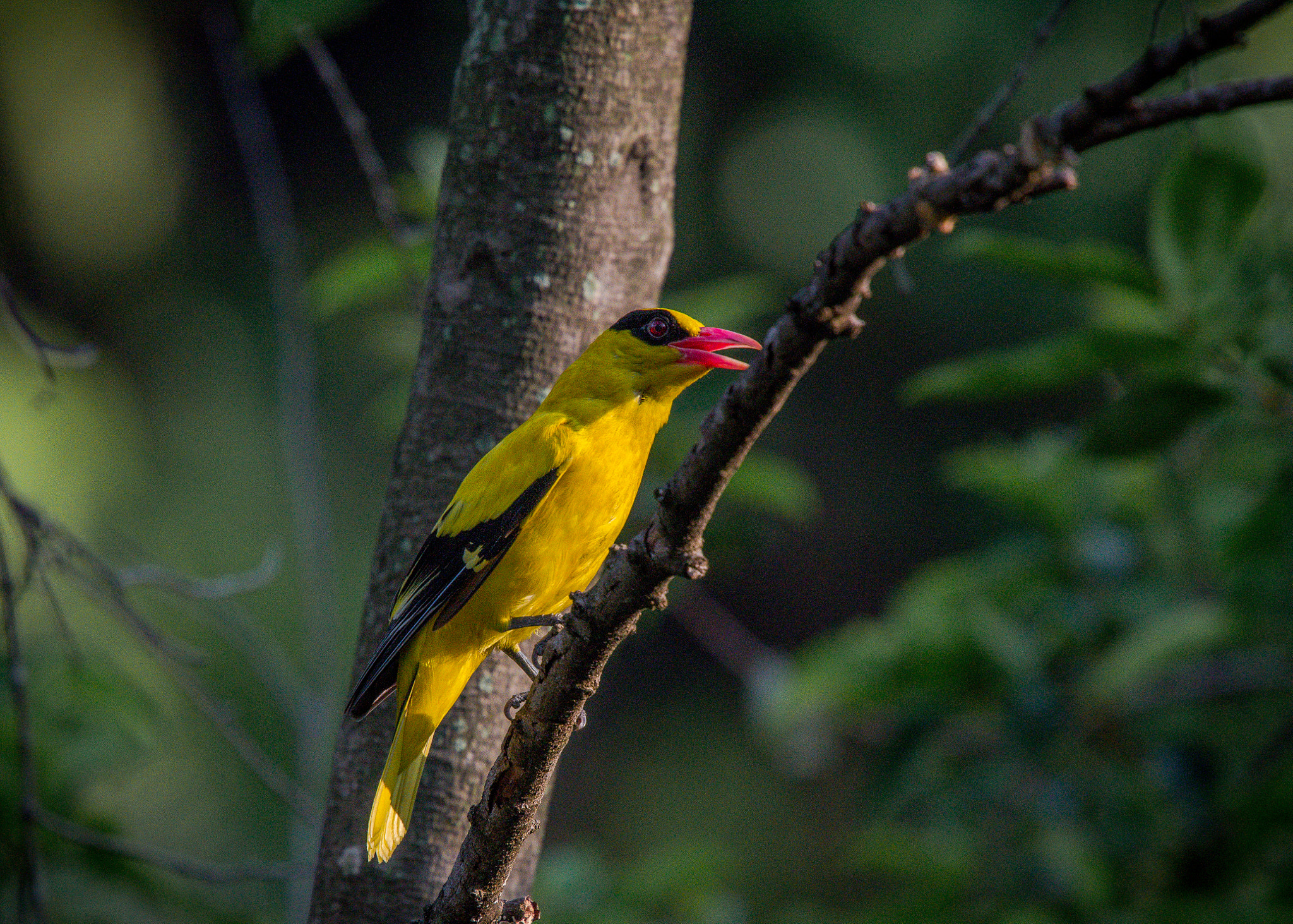 Nikon Nikkor AF-S 300mm F4E PF ED VR sample photo. Another shot of this old world oriole photography