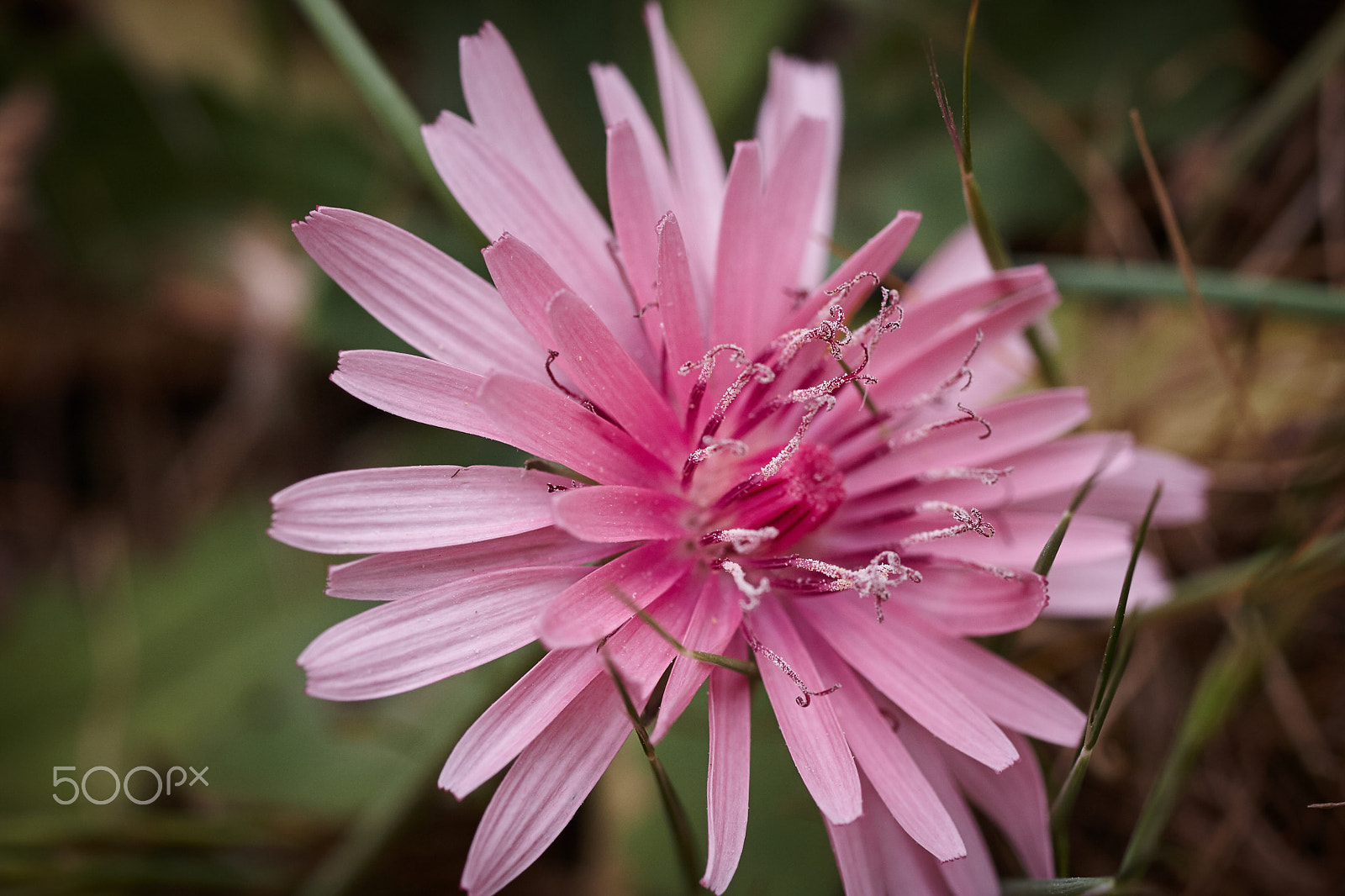 Canon EOS 40D + Canon EF 50mm F2.5 Macro sample photo. Img wild flower photography