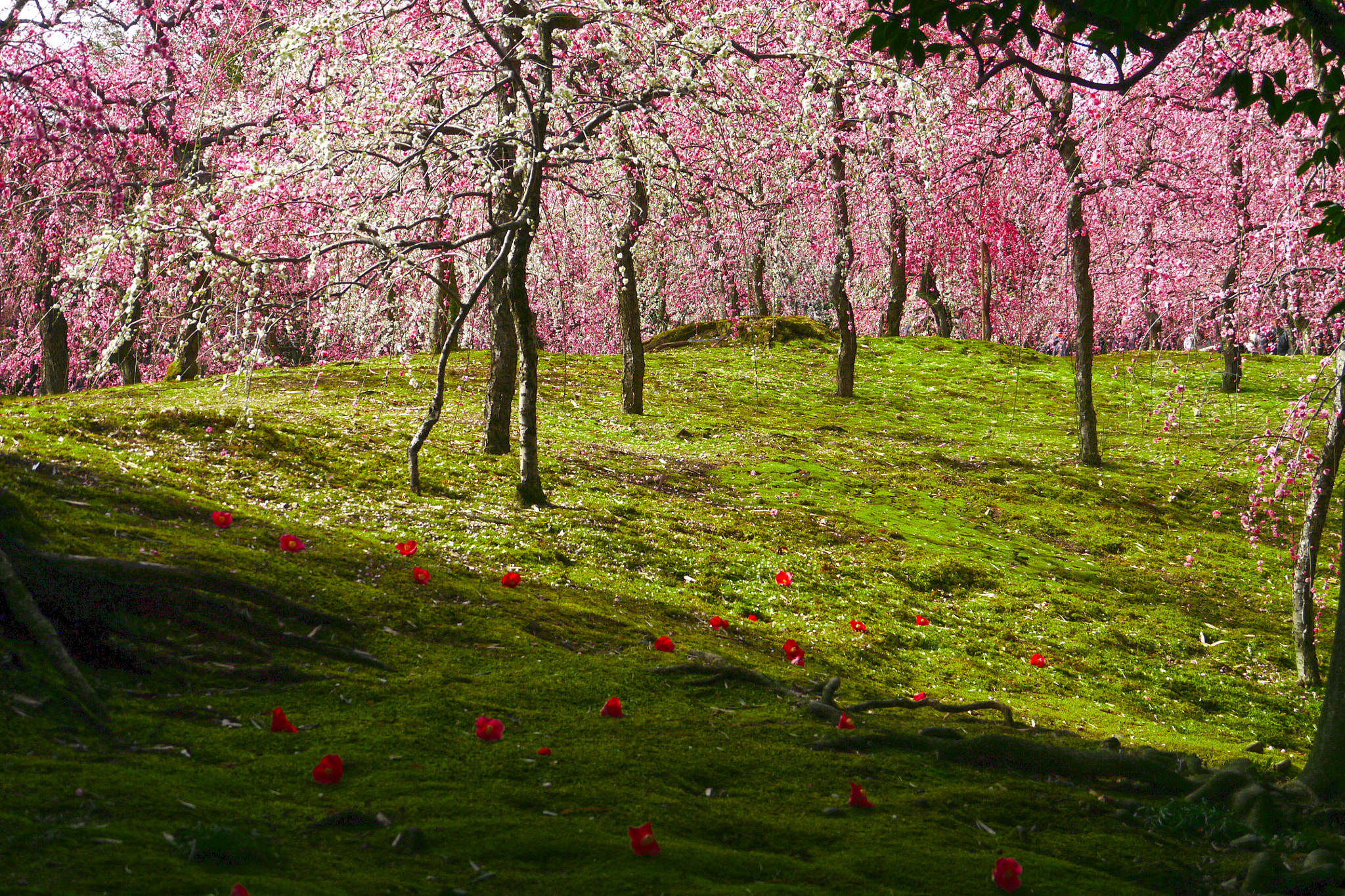 Panasonic Lumix G Vario HD 14-140mm F4-5.8 OIS sample photo. Spring in kyoto photography