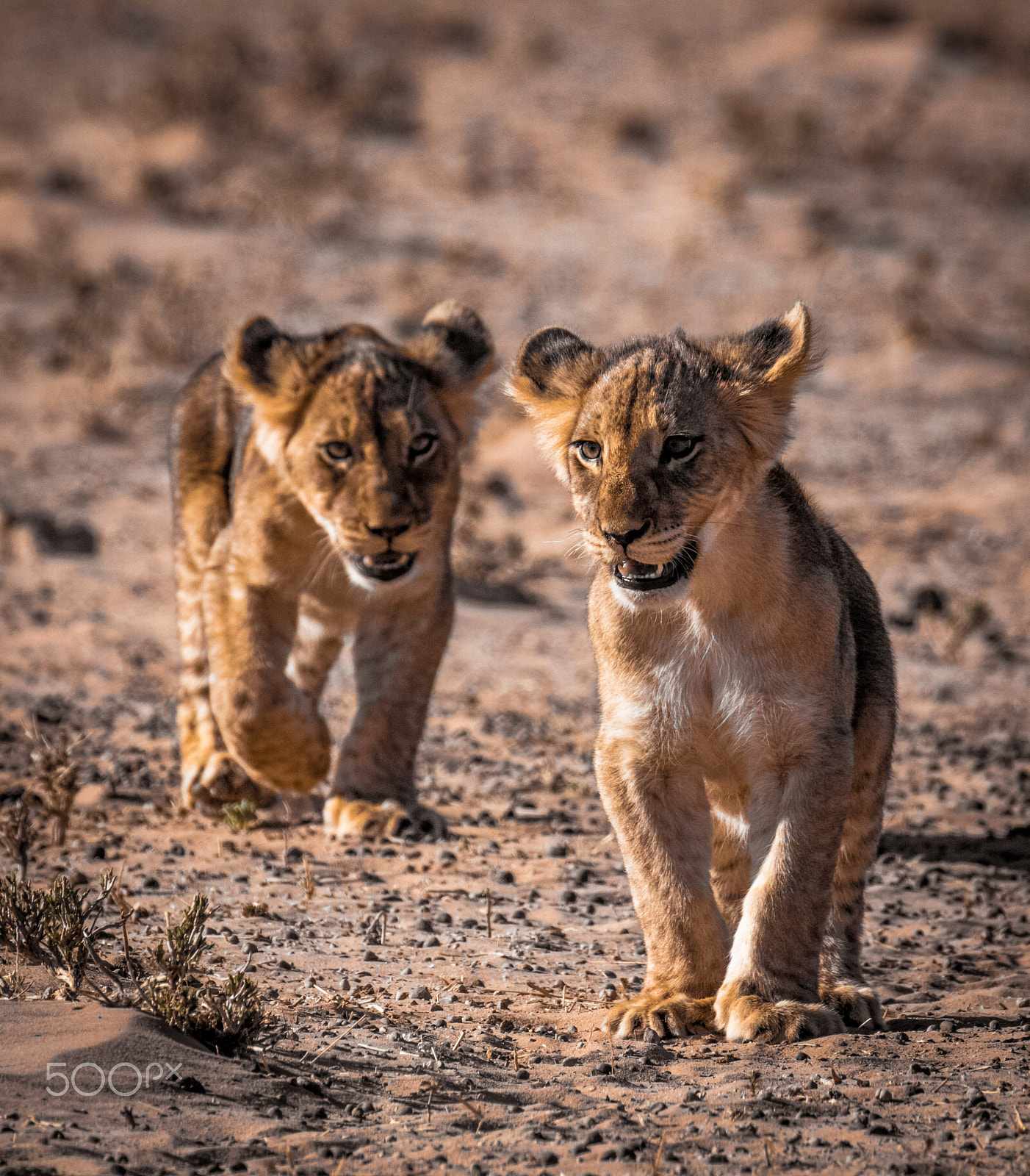 Sigma 150-600mm F5-6.3 DG OS HSM | C sample photo. Lion cubs photography