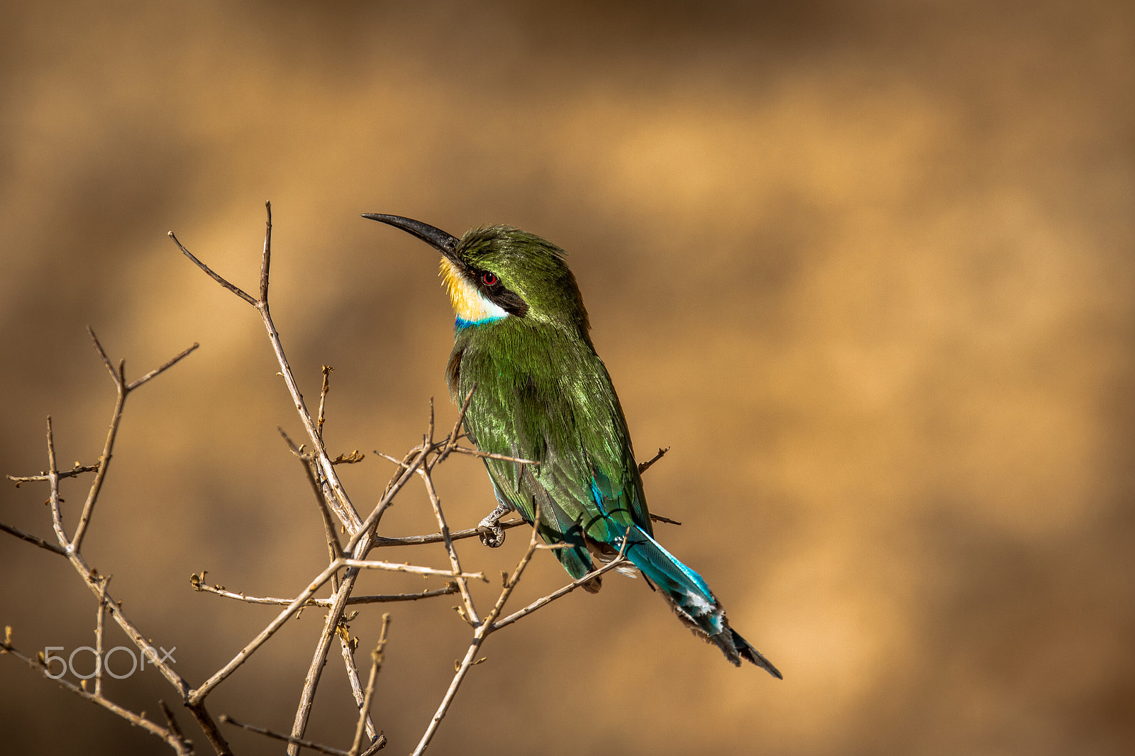 Sigma 150-600mm F5-6.3 DG OS HSM | C sample photo. Bee eater photography