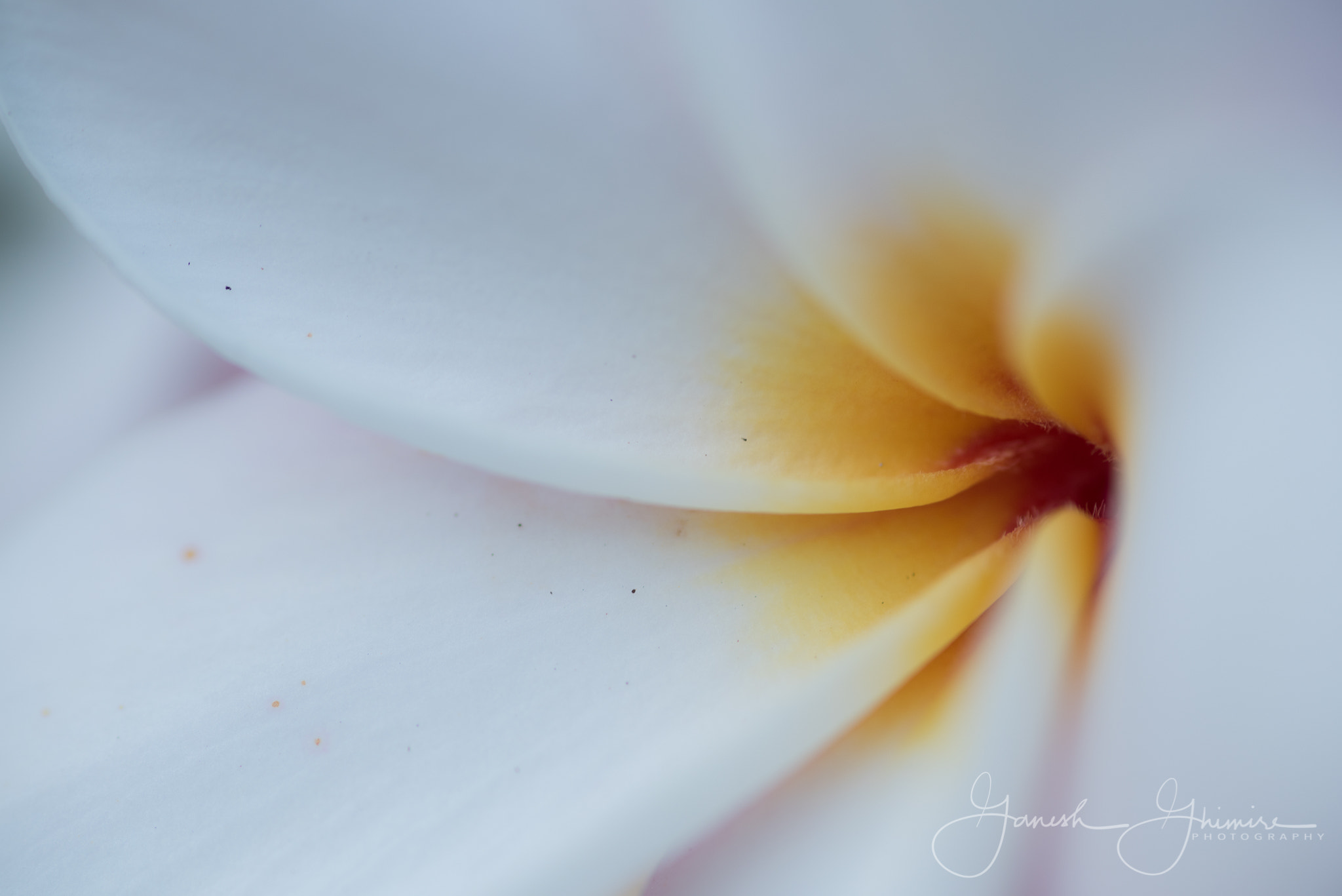 Tokina AT-X Pro 100mm F2.8 Macro sample photo. Floral macro photography