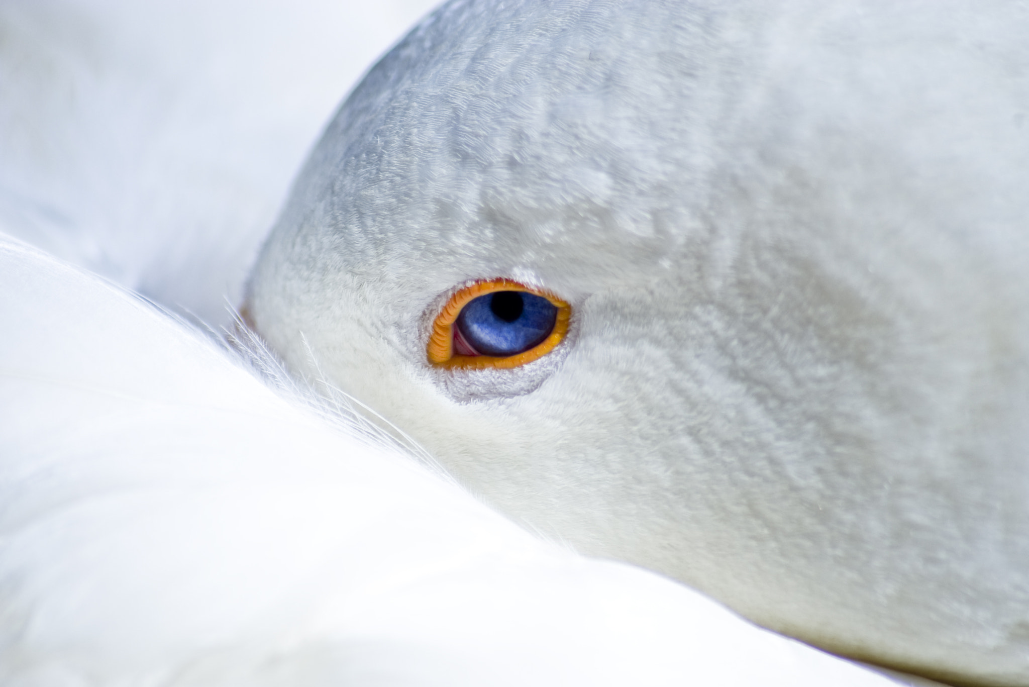 Pentax *ist DL2 + Sigma sample photo. Swan eye photography