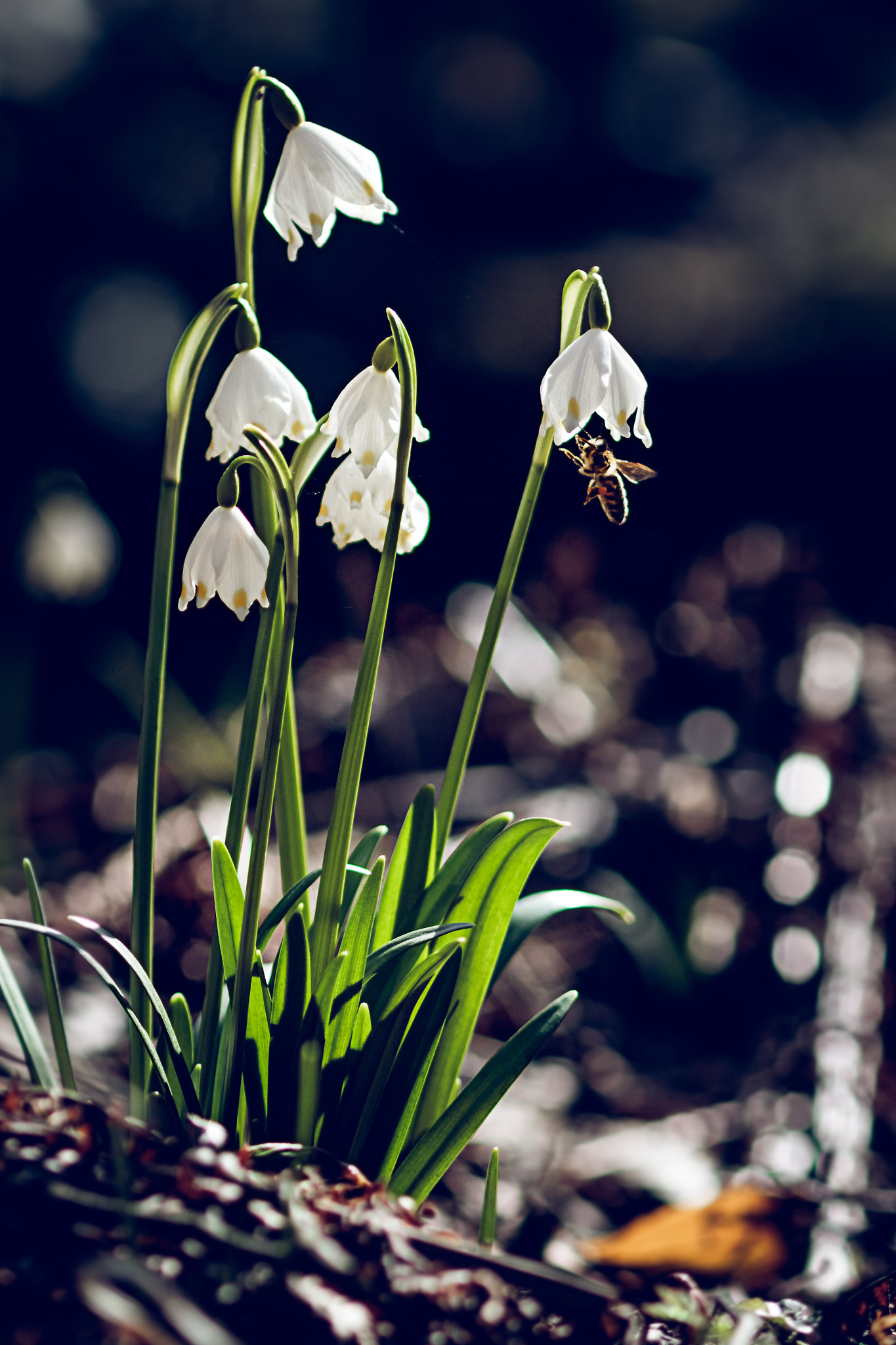 Canon EF 100mm F2.8 Macro USM sample photo. Visit from bee photography