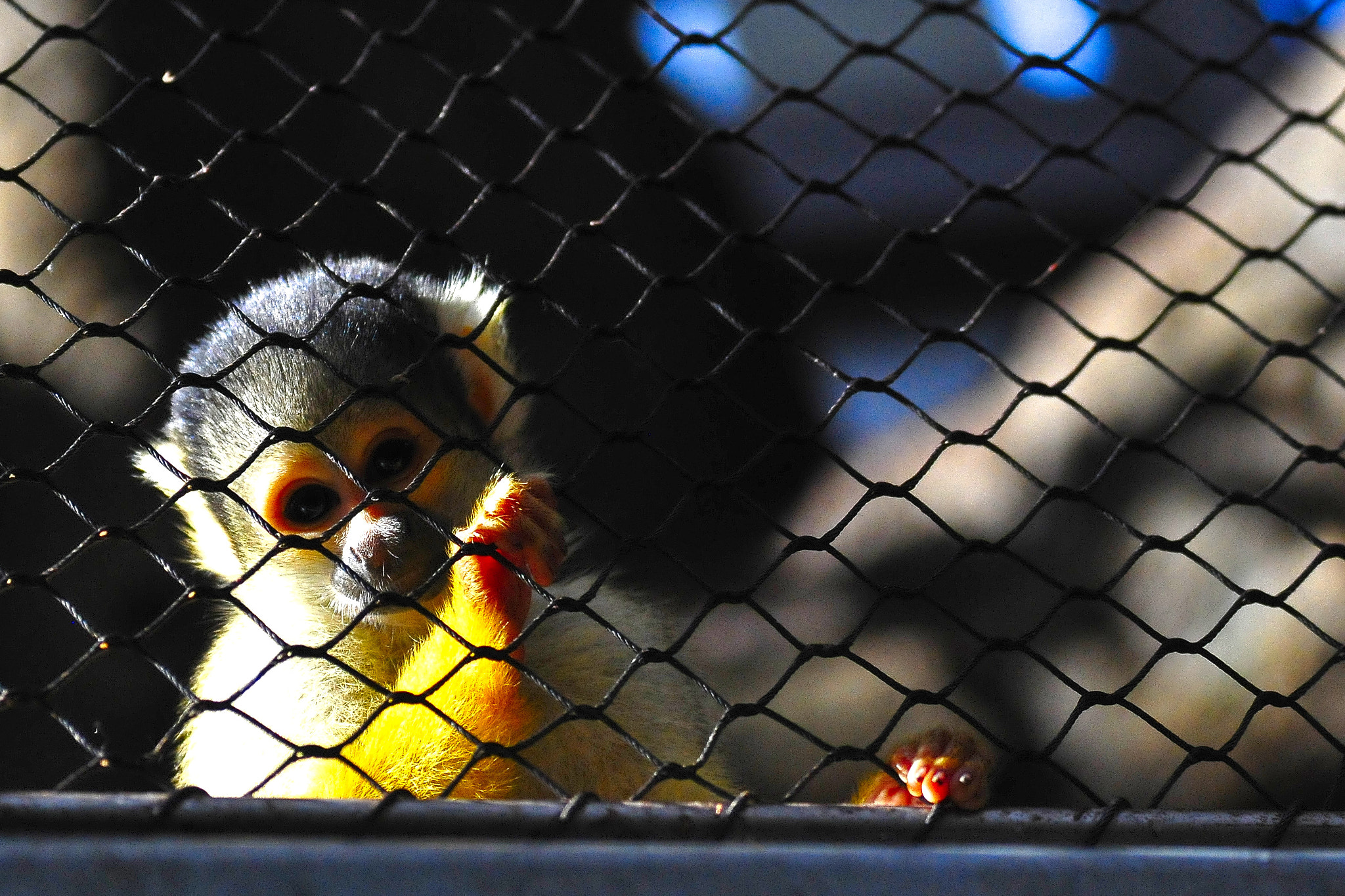 Nikon D300 sample photo. Please.... can u let me out? photography
