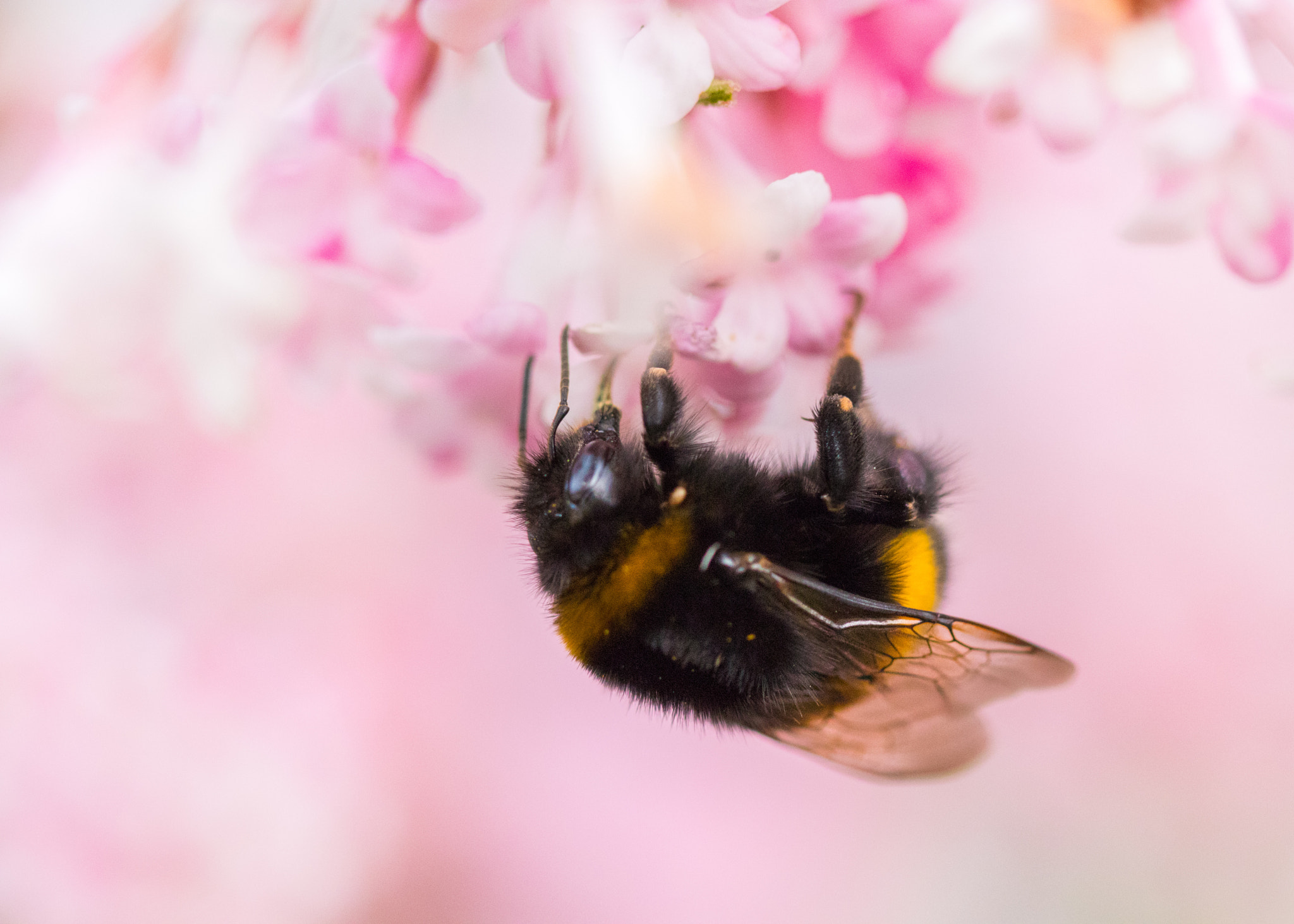 Canon EF 100mm F2.8 Macro USM sample photo. Bumblebee photography