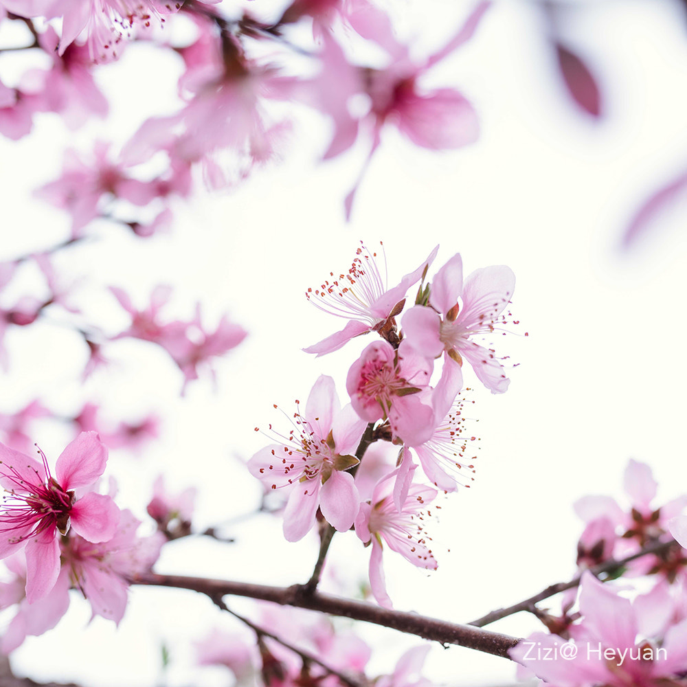 Nikon D810 + Sigma 35mm F1.4 DG HSM Art sample photo. Flower photography