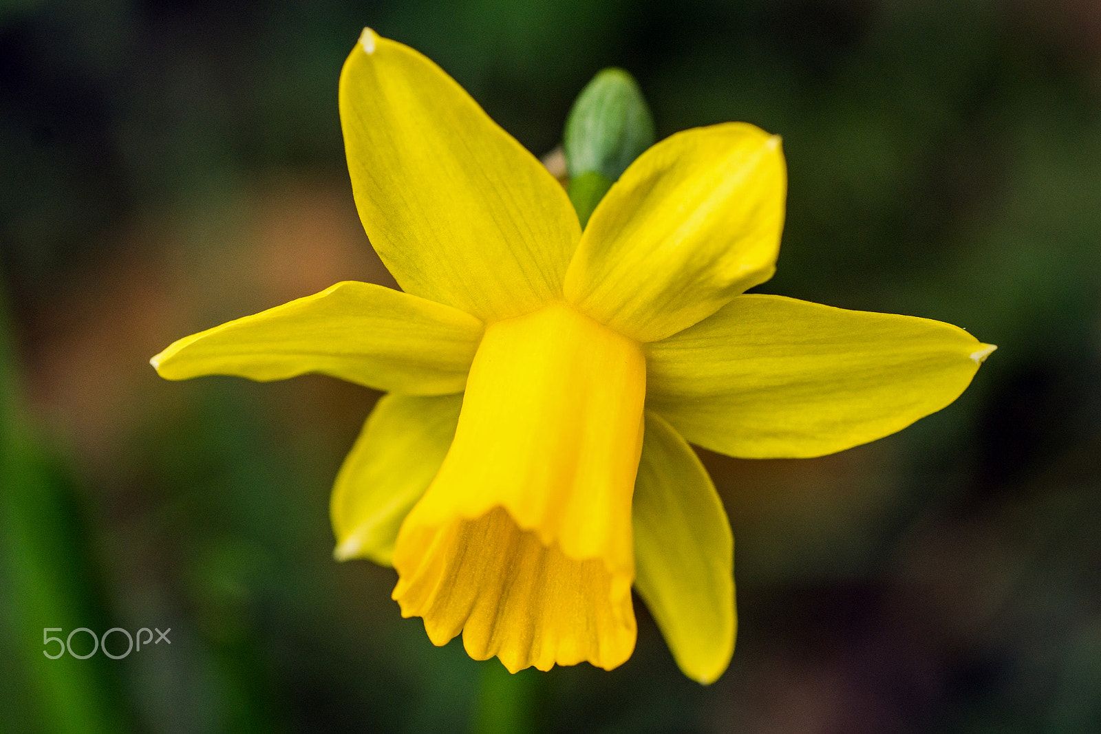 Sony SLT-A77 + Tamron SP AF 90mm F2.8 Di Macro sample photo. First colours of spring ii. photography